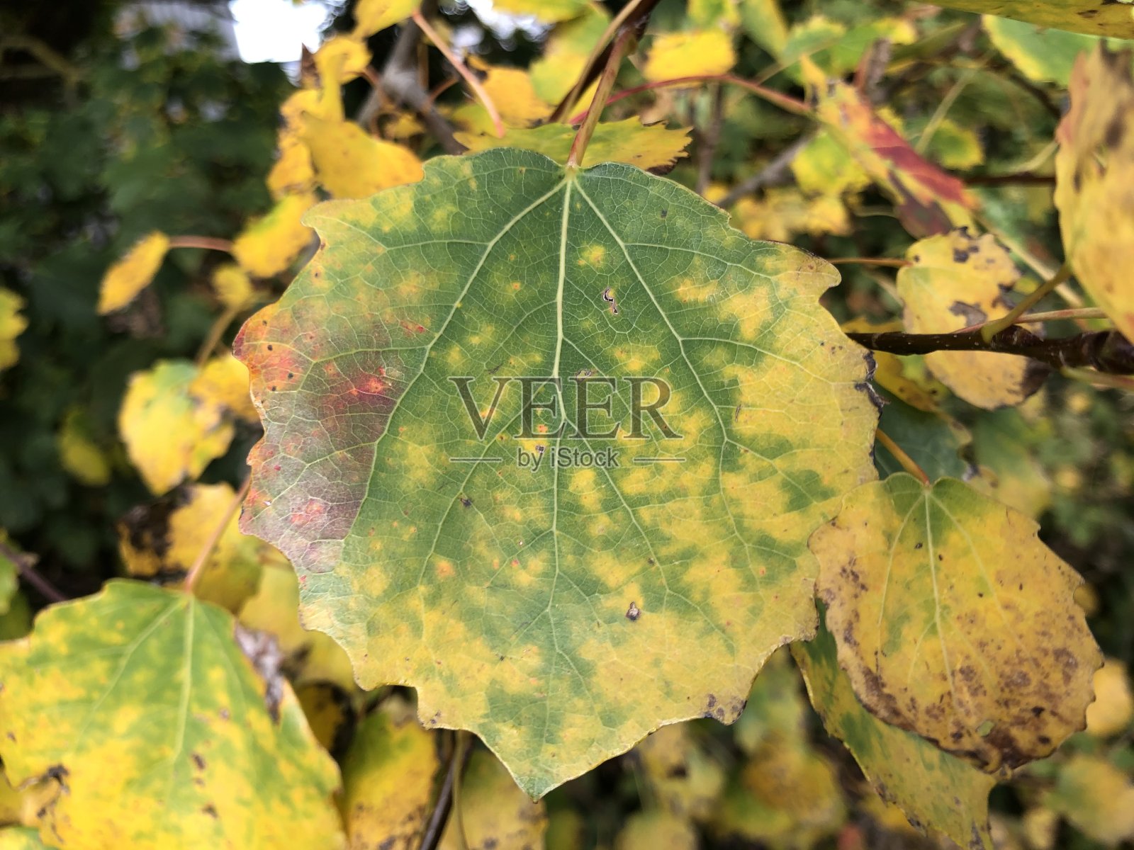 白杨(胡杨)在十月-叶子显示秋天的颜色照片摄影图片