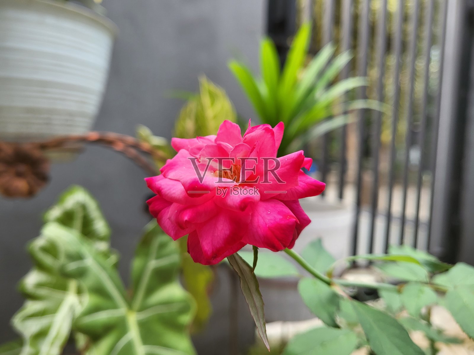 有绿色叶子的粉红色百日草花照片摄影图片