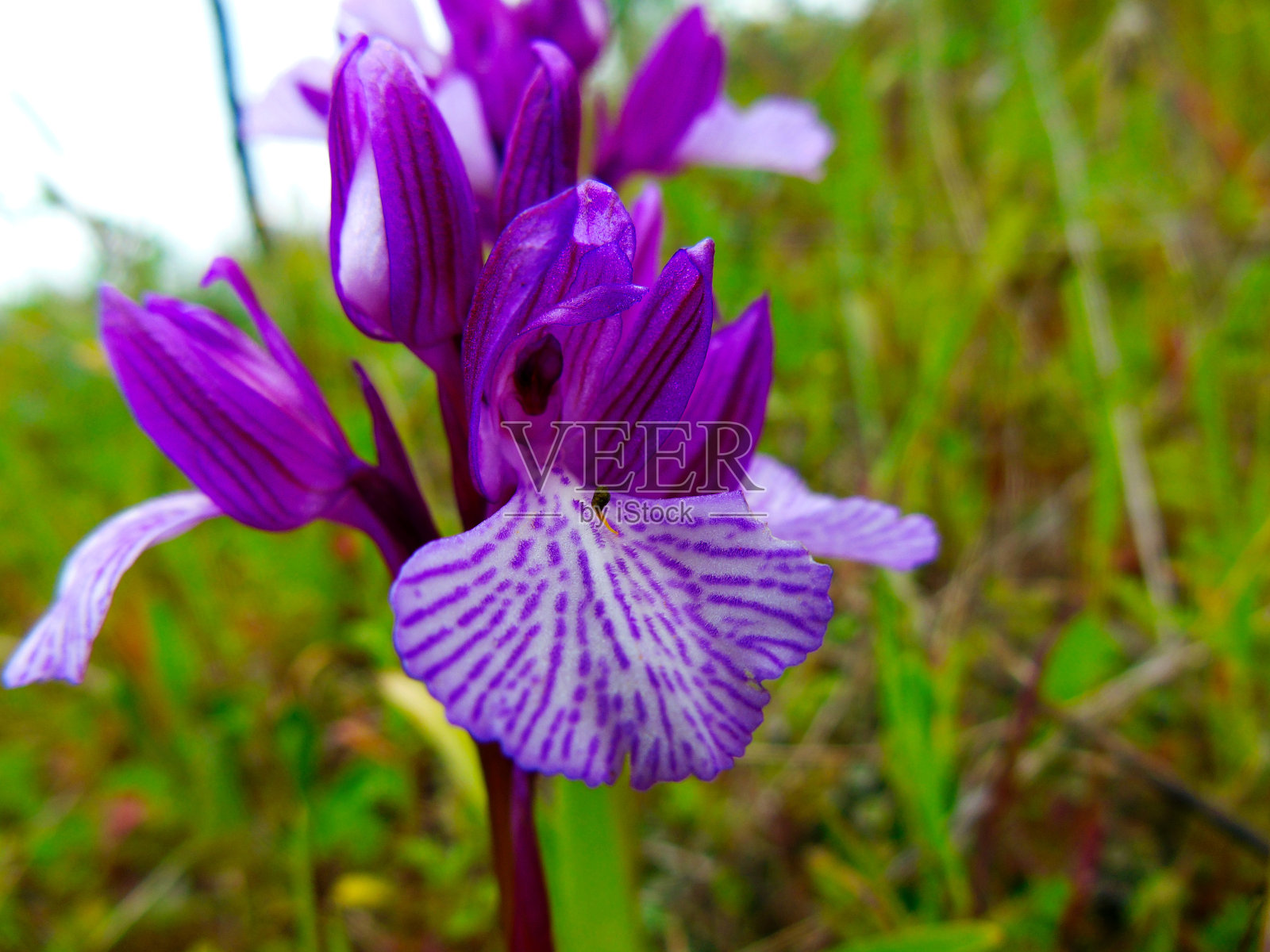粉红色蝴蝶兰，带蝴蝶蛋照片摄影图片