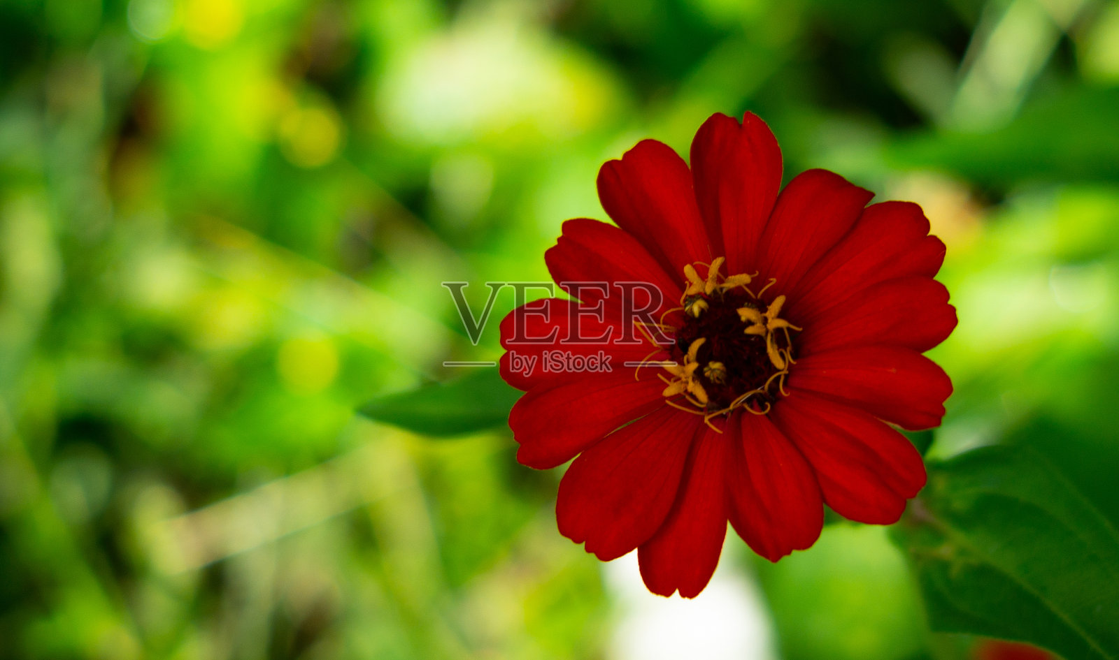 阴凉处的花照片摄影图片