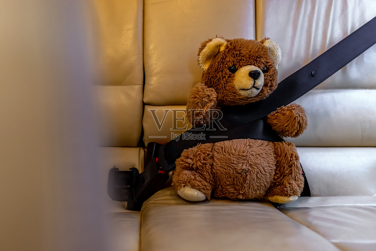 泰迪在车里照片摄影图片