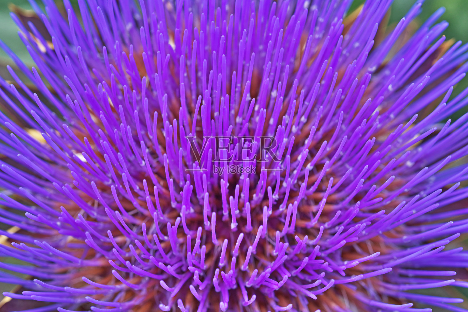 洋蓟照片摄影图片