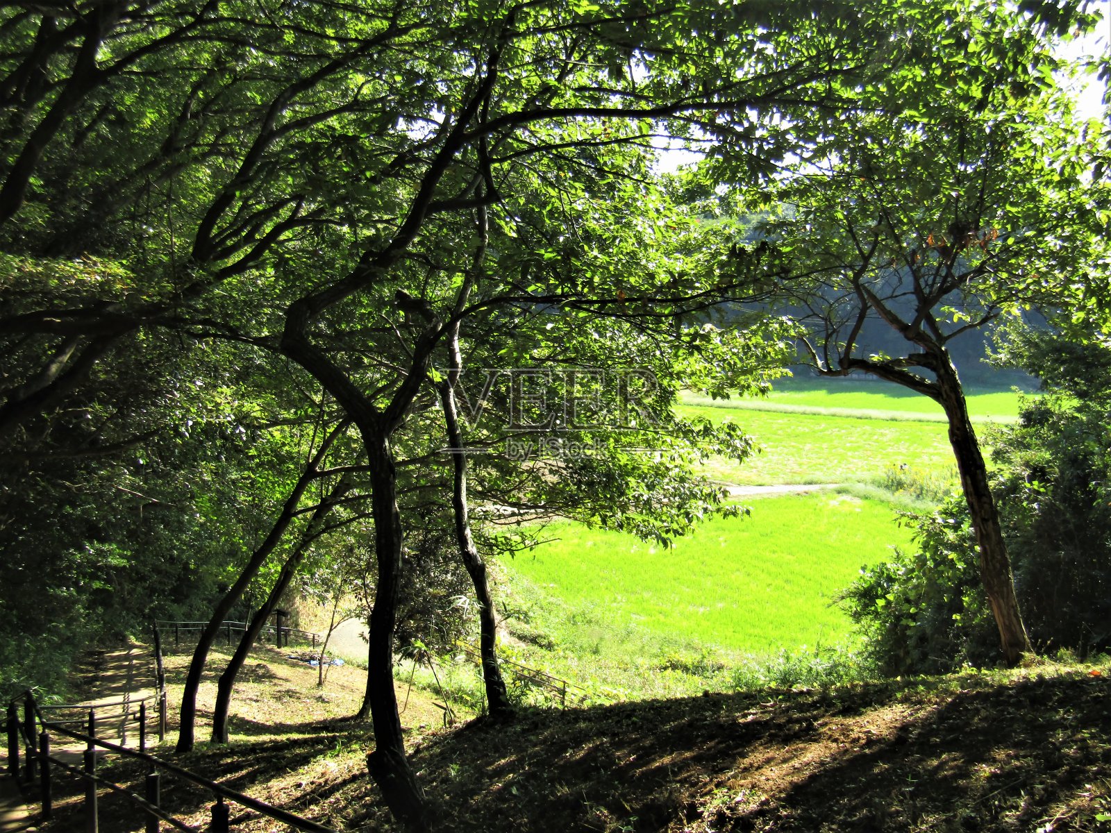 从森林到田野。照片摄影图片