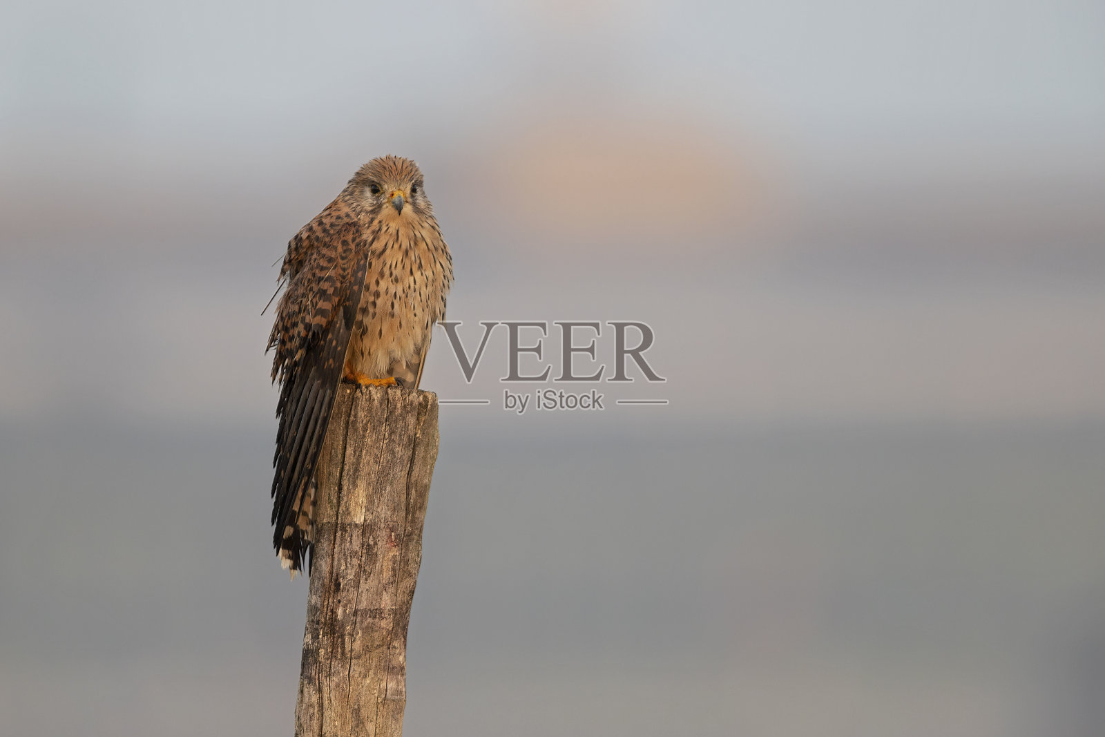 红隼栖息在木杆上的一种普通红隼(黄隼属)照片摄影图片