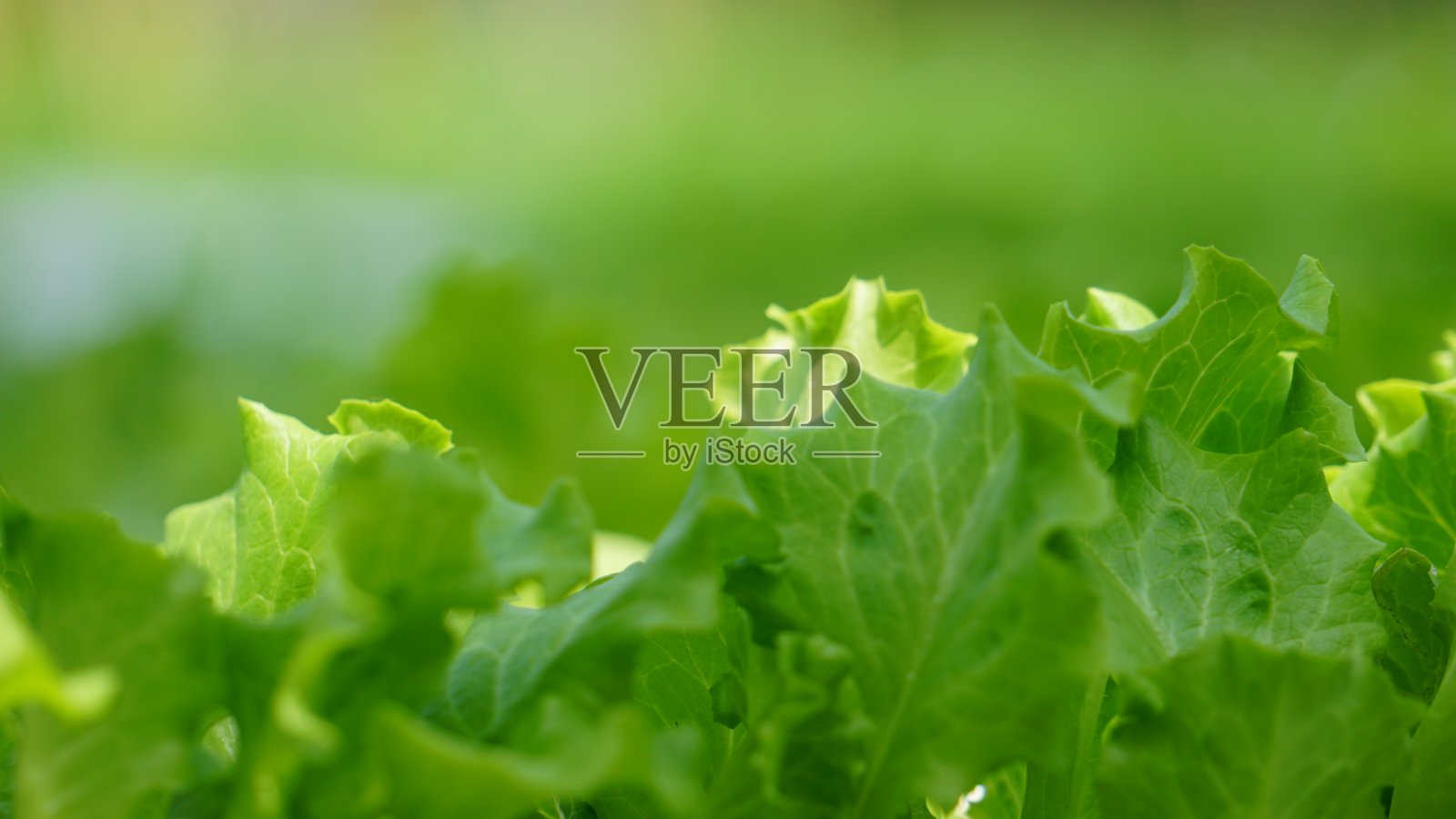 水培生菜照片摄影图片