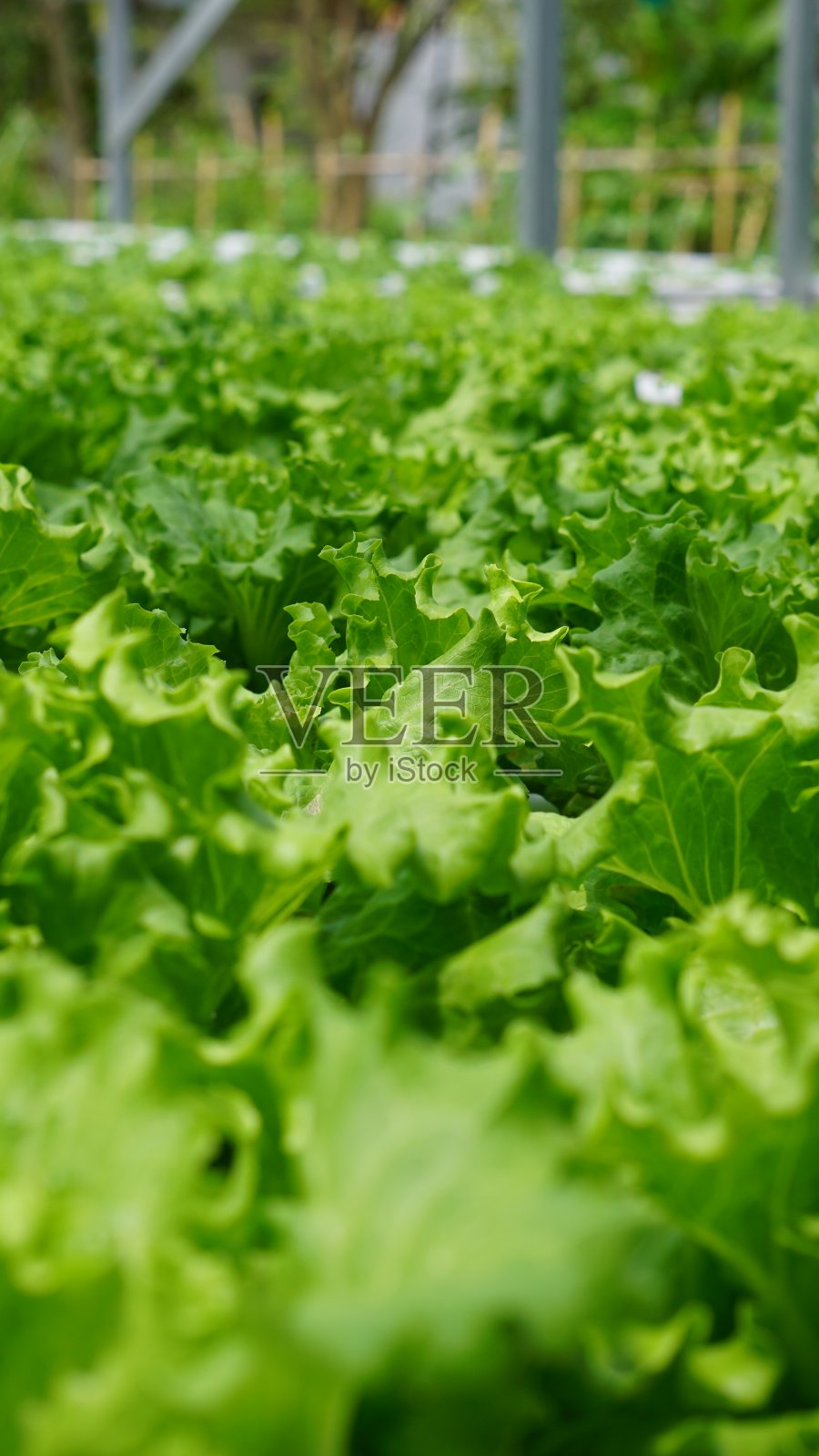 水培生菜照片摄影图片