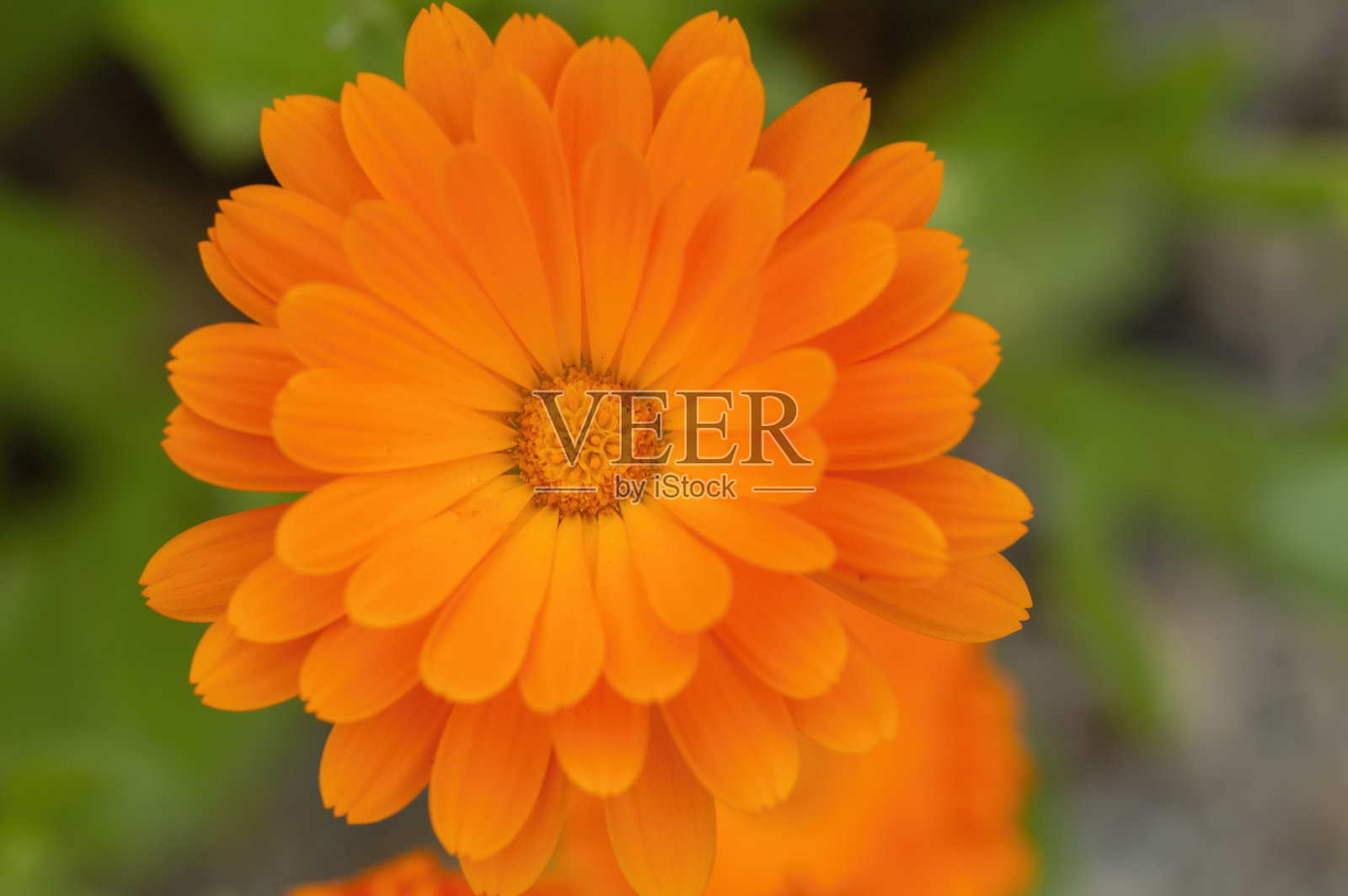 近距离观察荷兰穆登的金盏花照片摄影图片