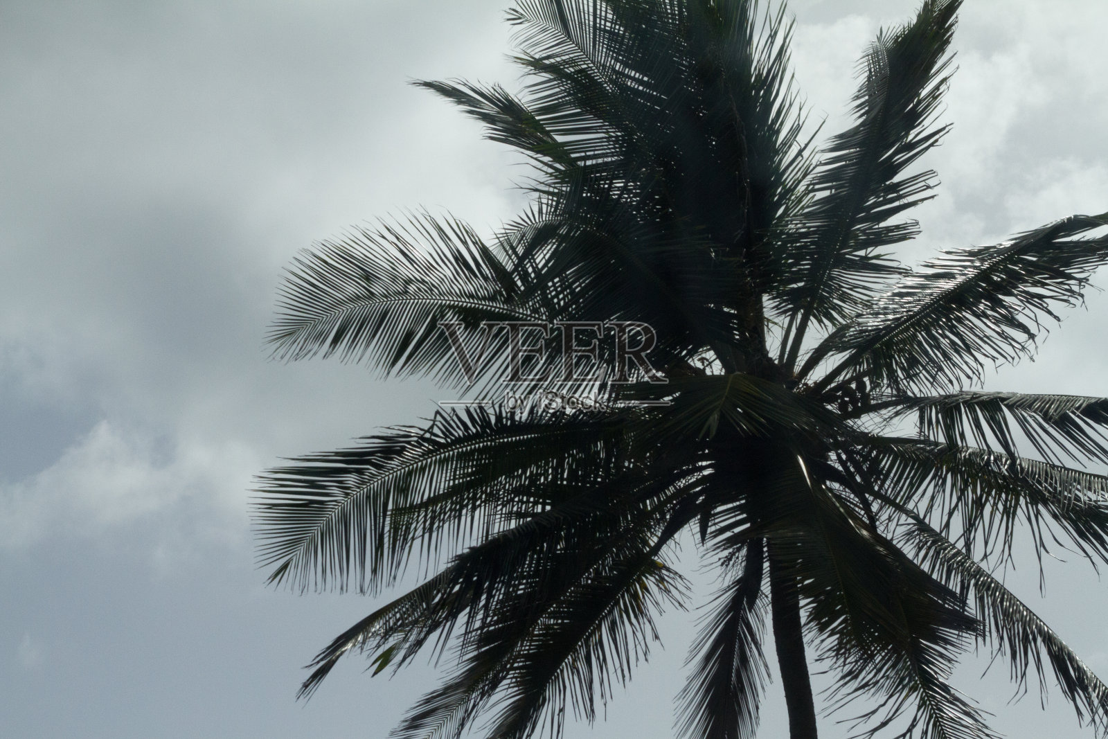 Condado海滩棕榈树照片摄影图片