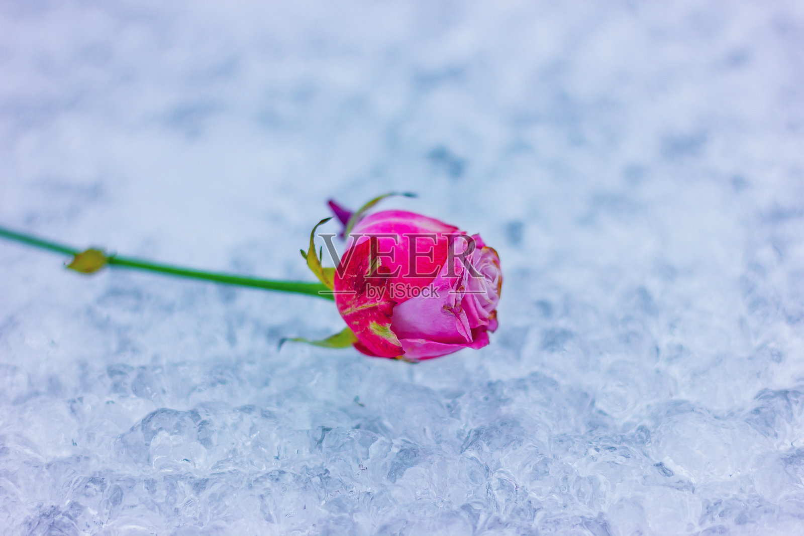 粉红色的玫瑰花躺在冰天雪地的表面照片摄影图片