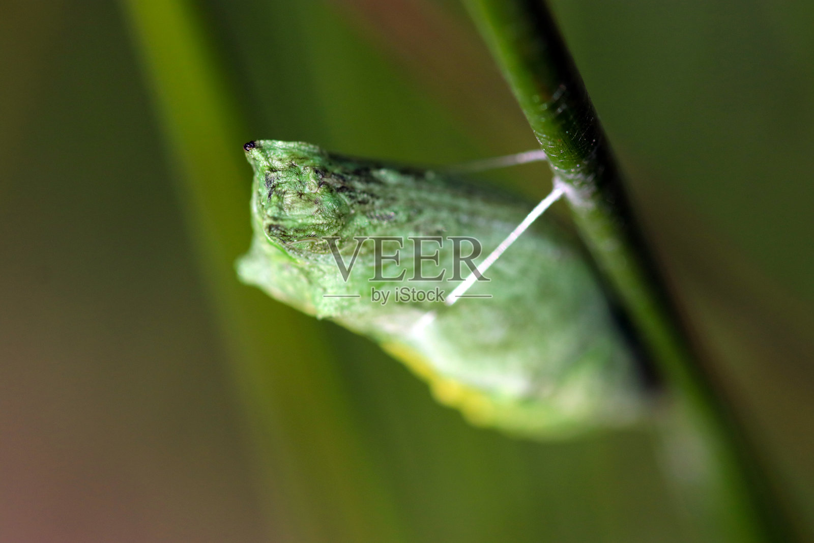 精心制作的“燕尾蝶”蝶蛹的微距镜头照片摄影图片