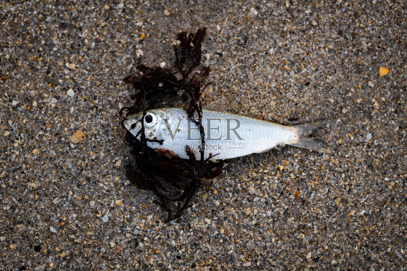 小鱼被冲到海滩上照片摄影图片