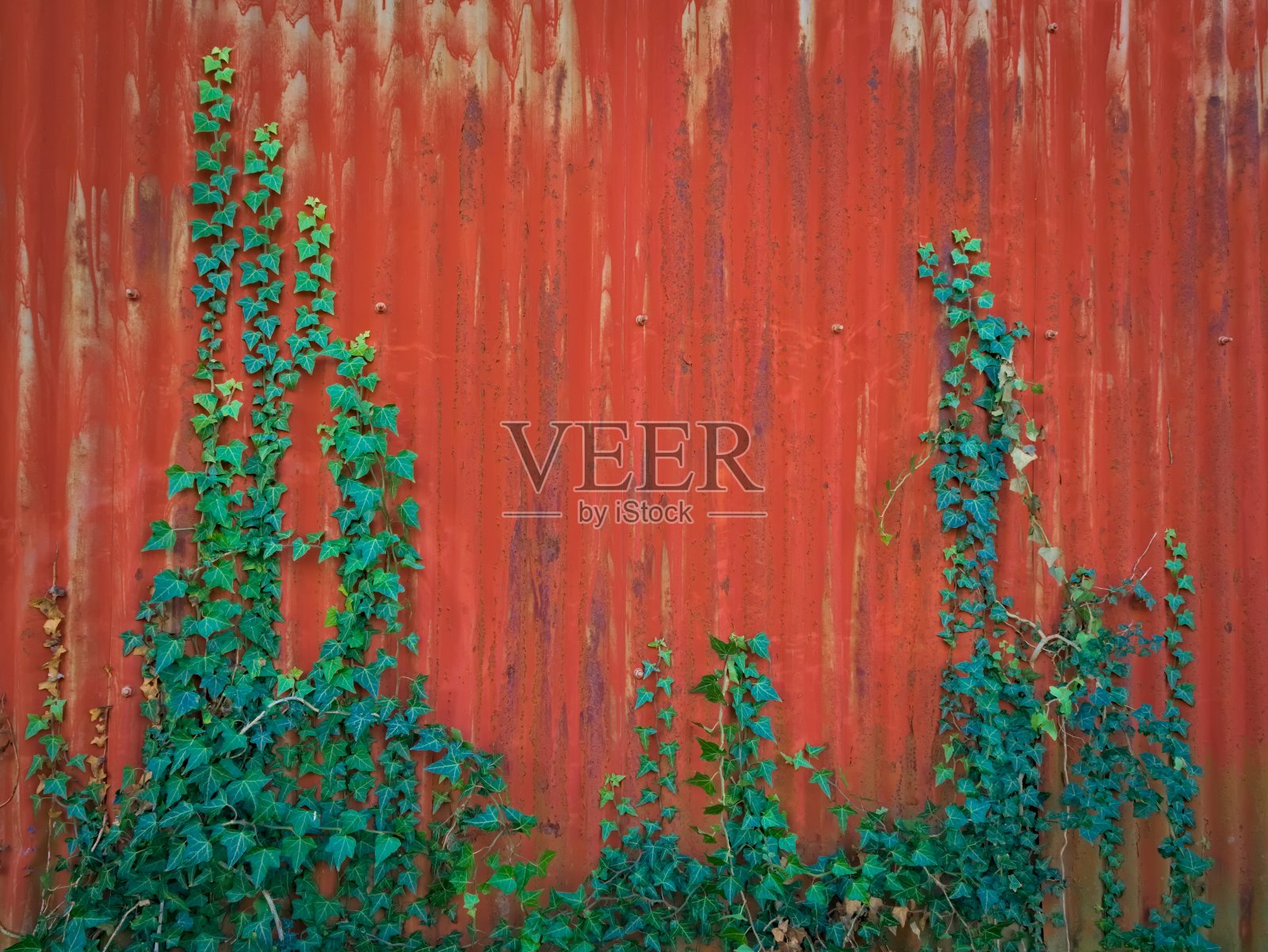 爬满红色金属车库的常春藤。背景照片摄影图片