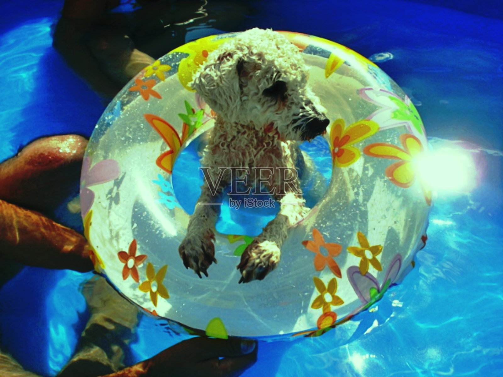 狗，它是家庭的一部分，它是最幸福的照片摄影图片