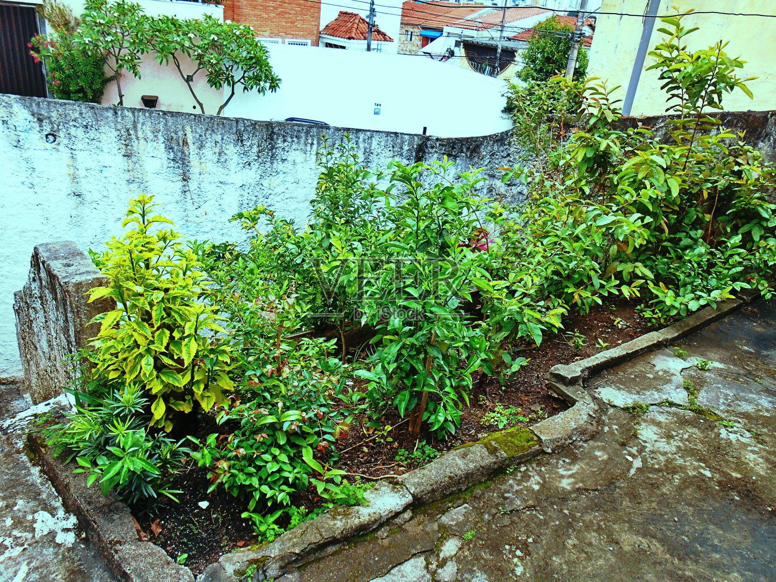 家庭花园——在一个小角落里，你可以照顾植物并装饰一个小花园照片摄影图片