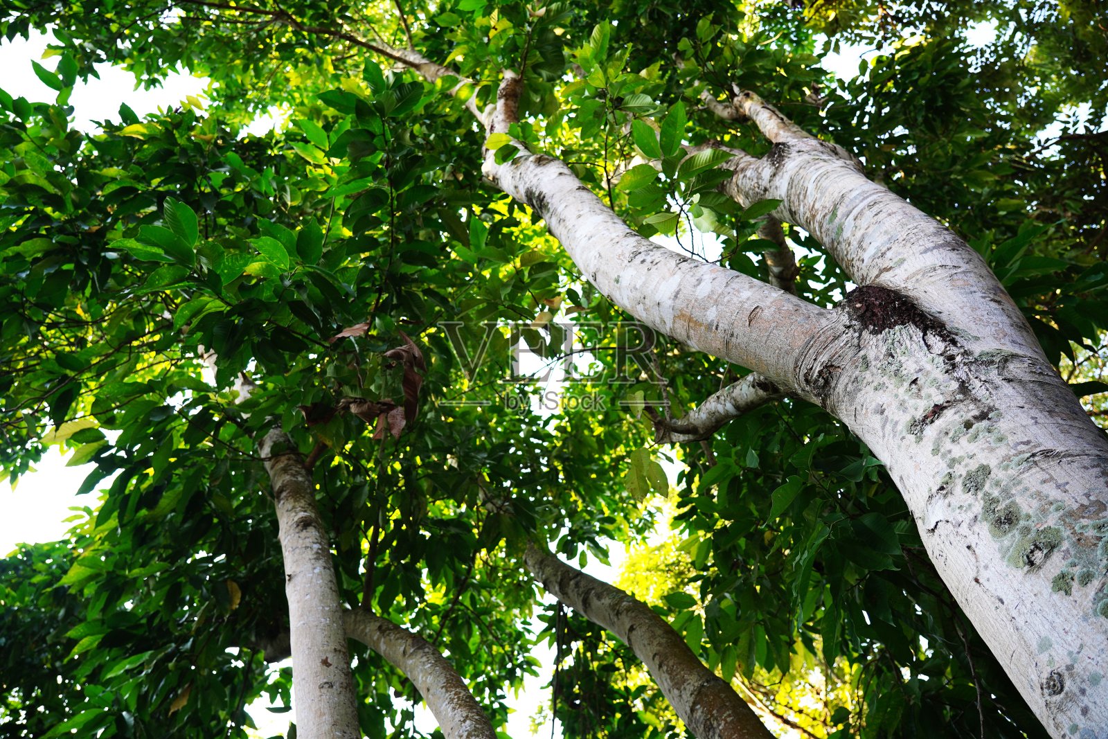 透过一棵大梧桐树的树冠照片摄影图片