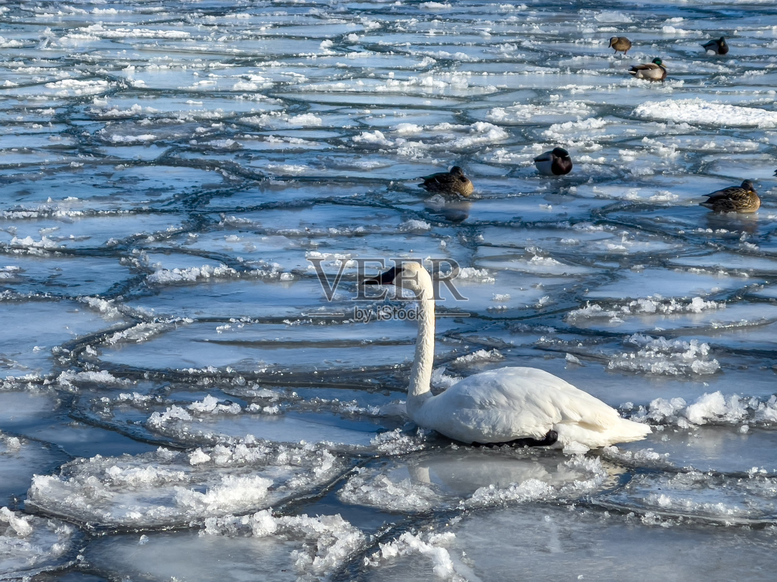 加拿大，安大略湖，斯卡伯勒悬崖公园照片摄影图片