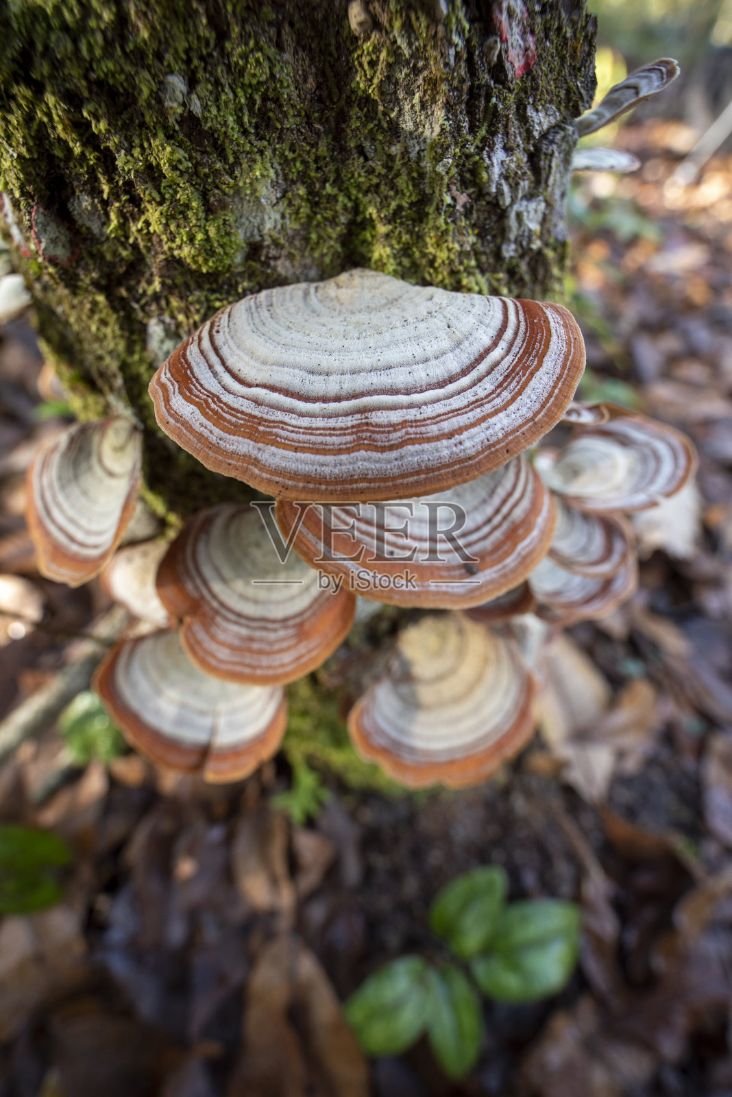 生长在硬木树皮上的向下的大支架真菌照片摄影图片