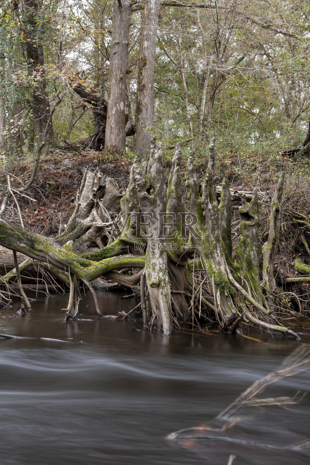 长曝光镜头水与柏树膝盖沿河岸流动照片摄影图片