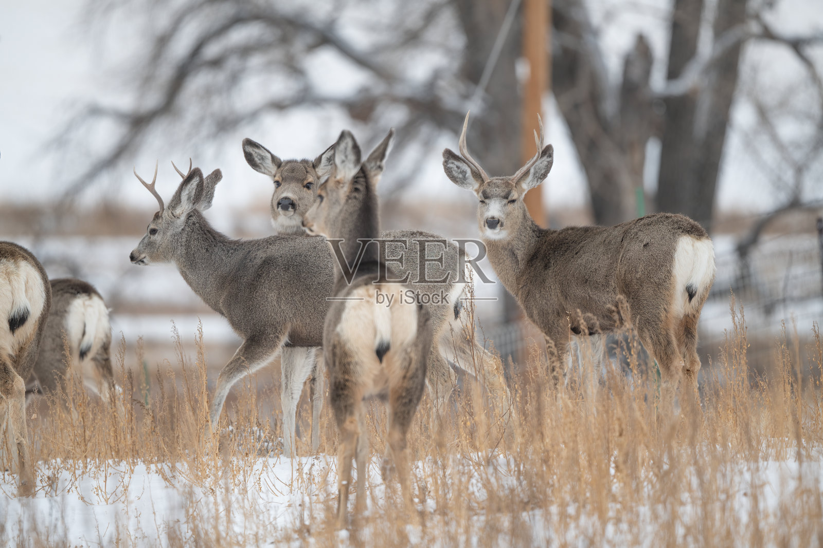 在蒙大拿中部，鹿(雄鹿)和母鹿回头看照片摄影图片