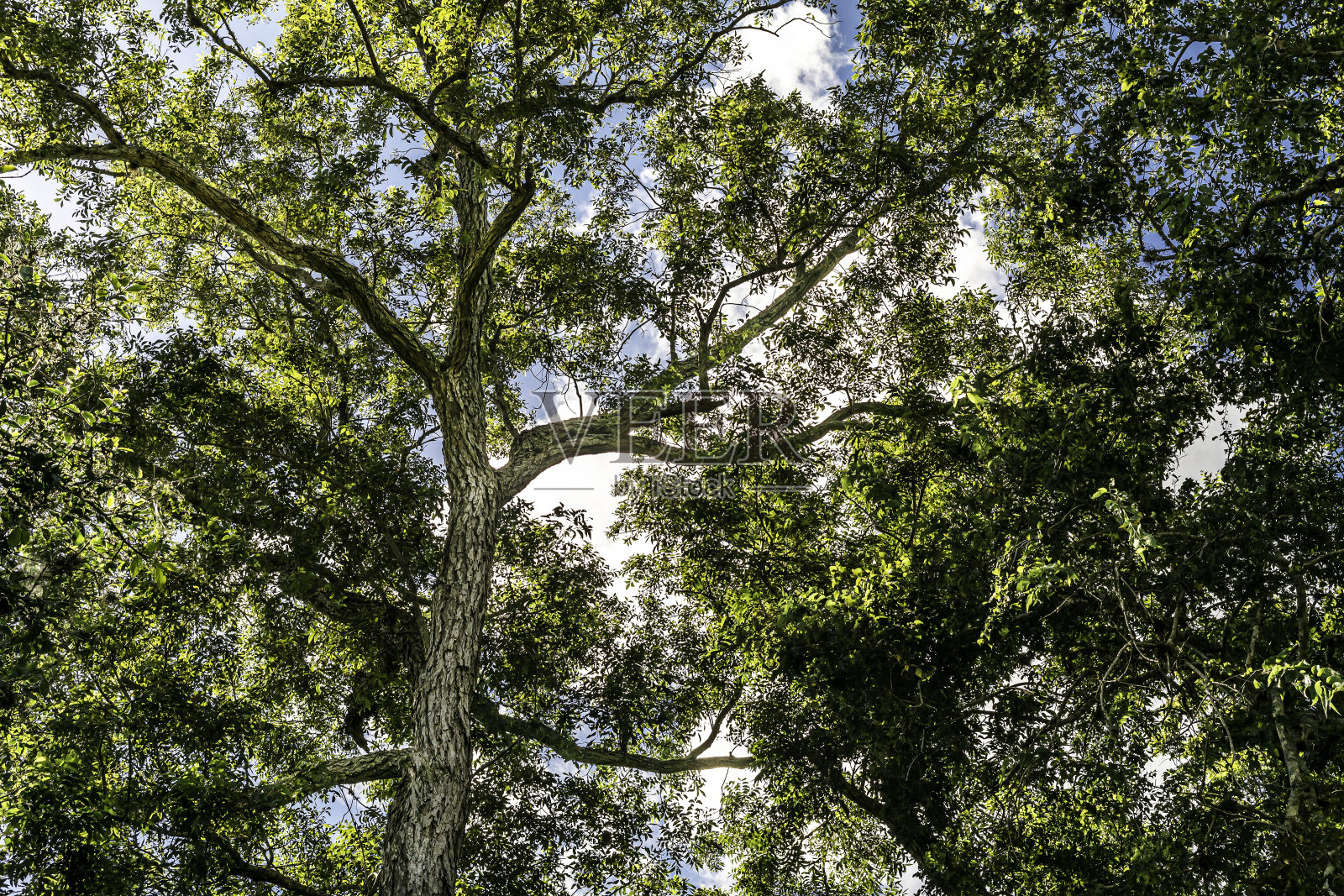 许多树木覆盖着蓝天照片摄影图片
