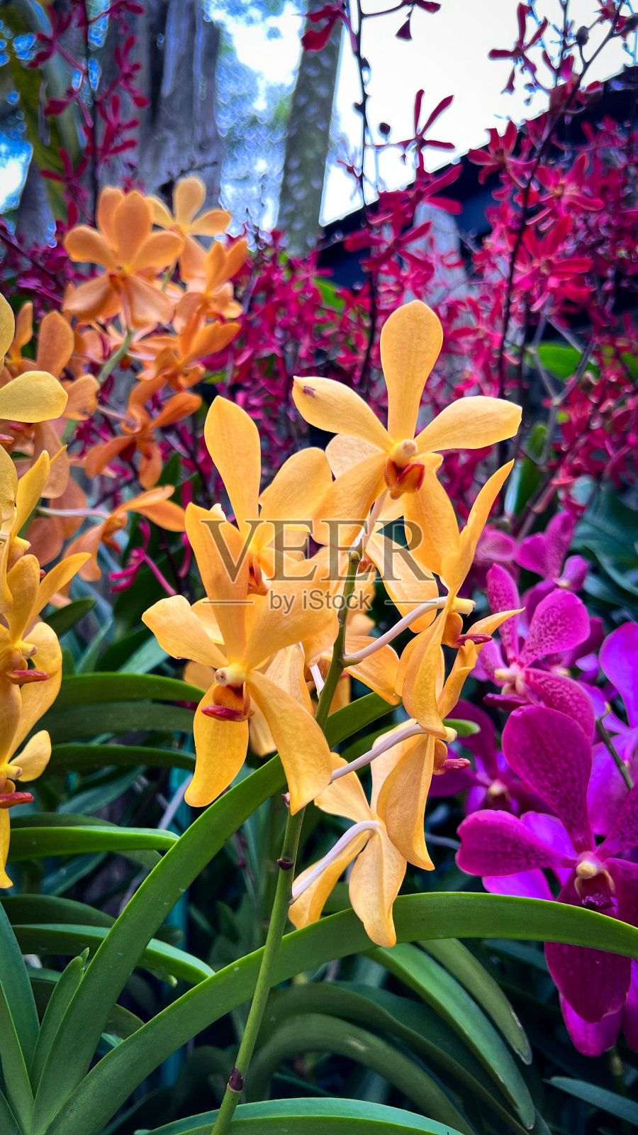 混合兰花照片摄影图片