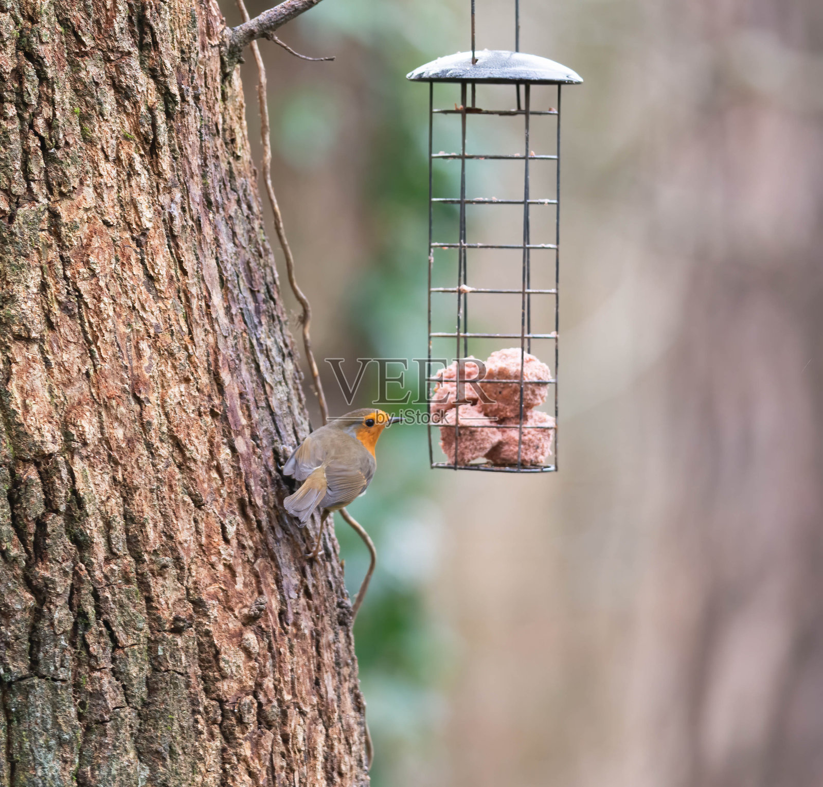 喂养罗宾照片摄影图片