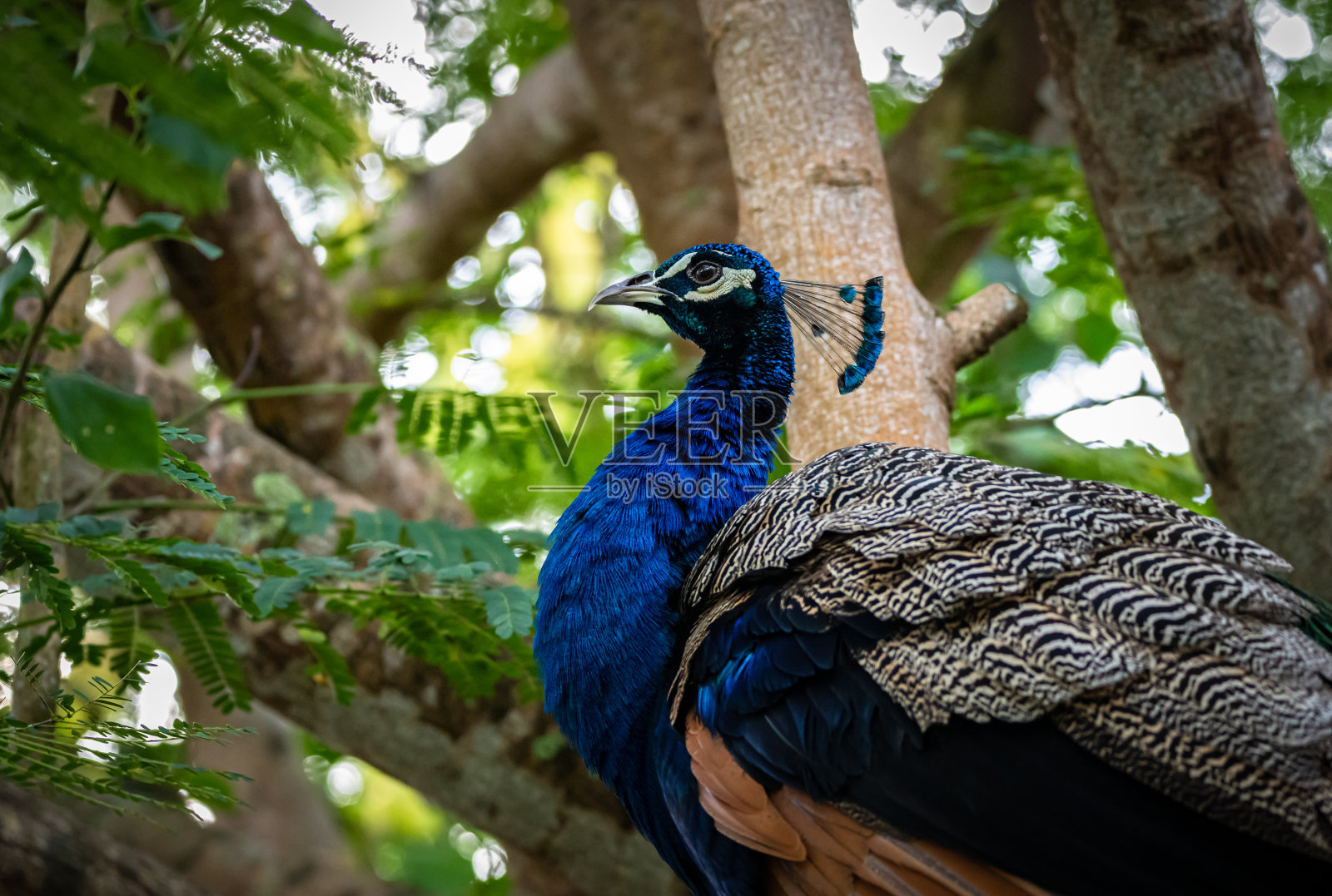 蓝色的孔雀站在树枝上，背景是绿色的自然照片摄影图片