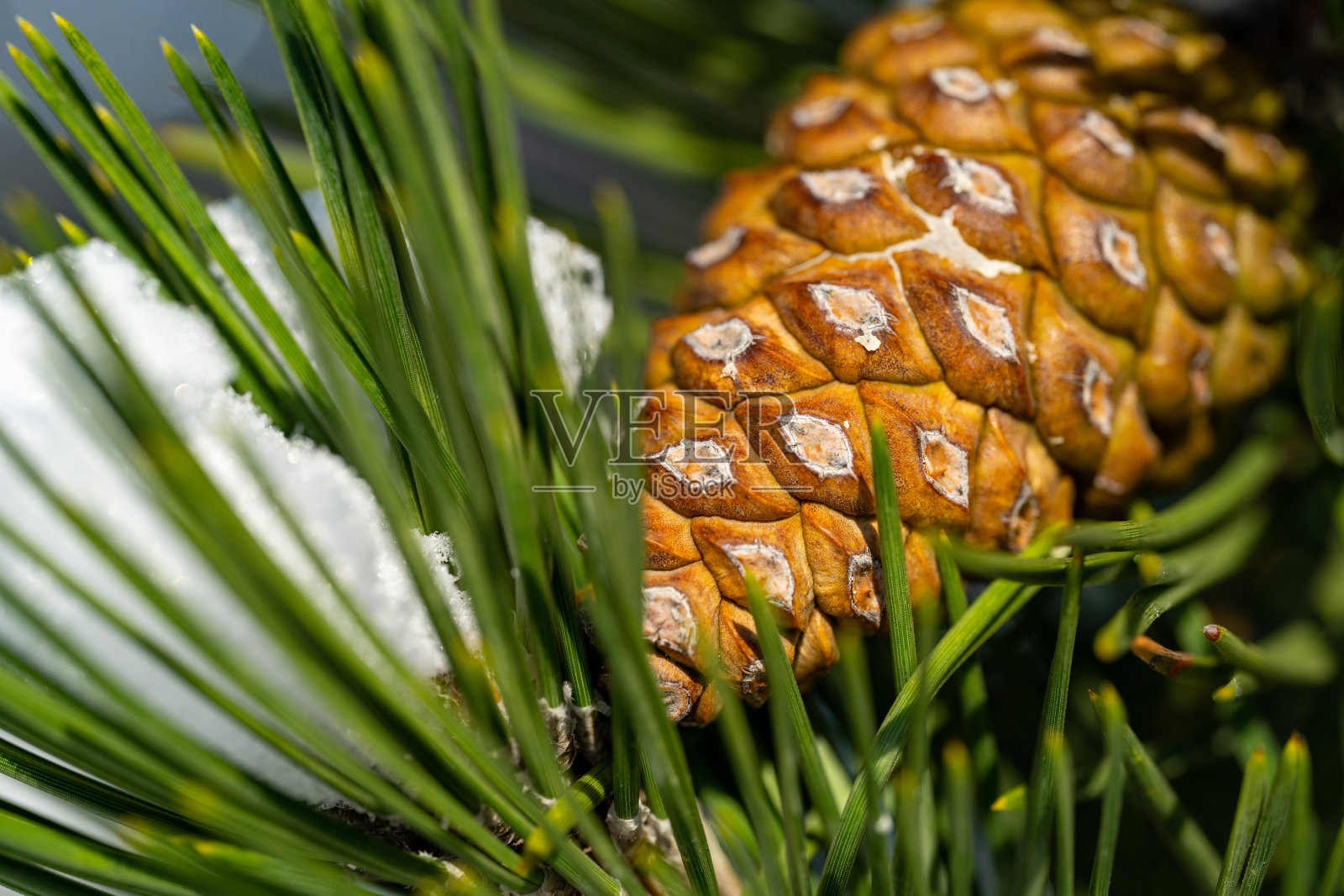 冬天的树照片摄影图片