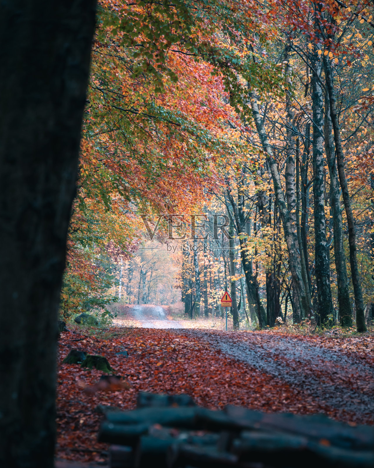 一条潮湿的秋路，五颜六色的树叶从森林里的桦树上飘落下来照片摄影图片
