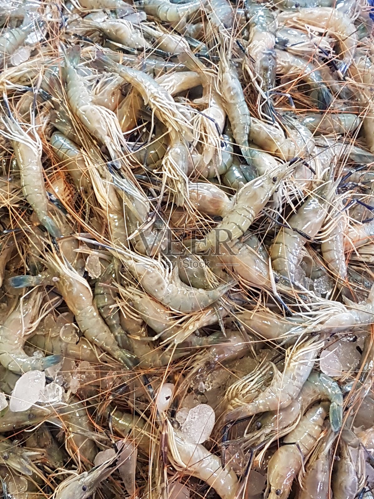 鲜虾，外观自然照片摄影图片