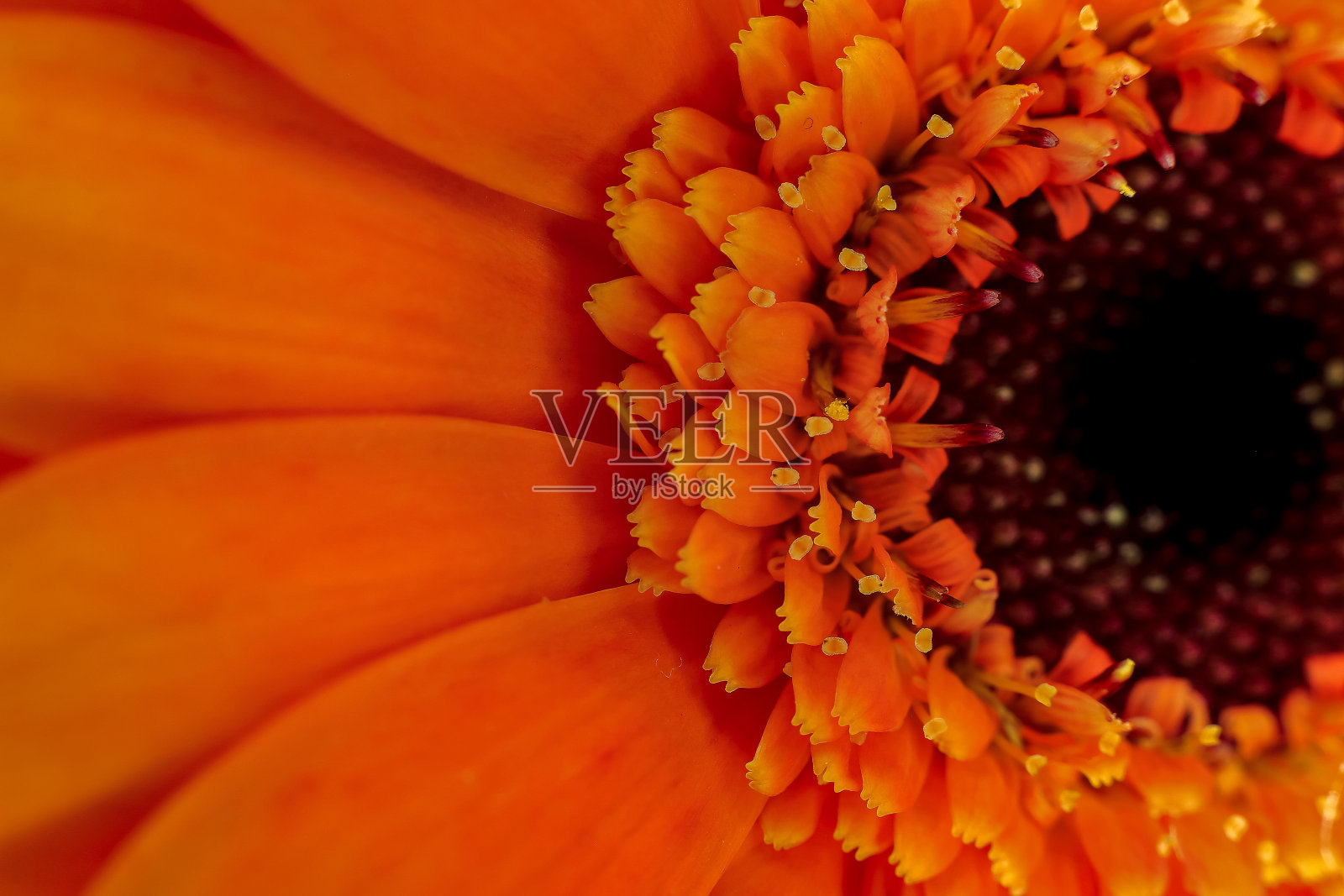 花宏照片摄影图片