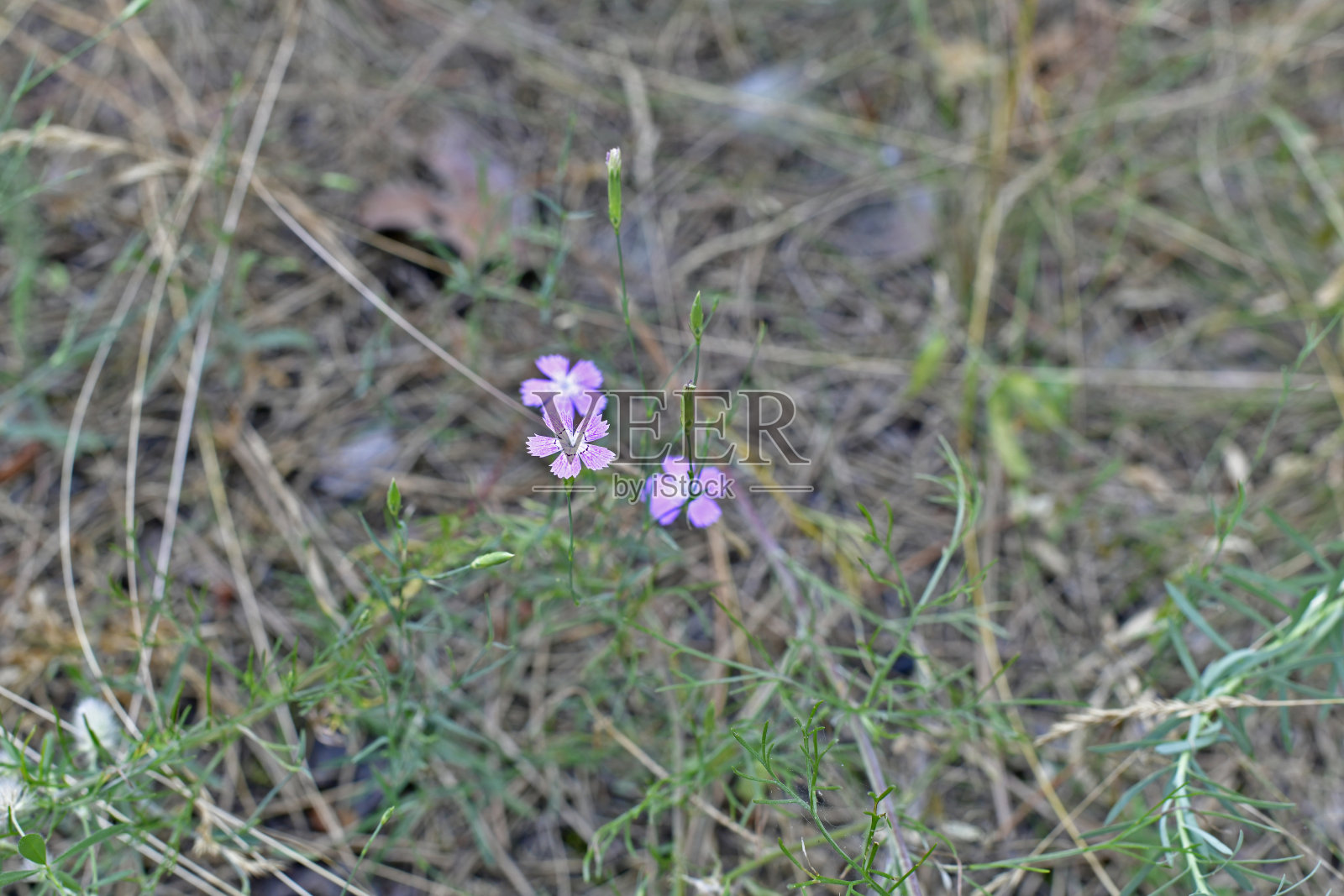 美丽的森林花照片摄影图片