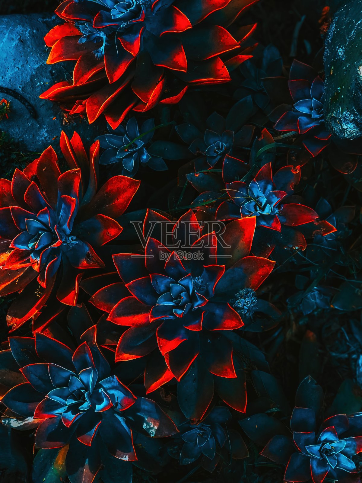 美丽的壁纸创建与多肉植物在黑暗和饱和的叶片边缘照片摄影图片