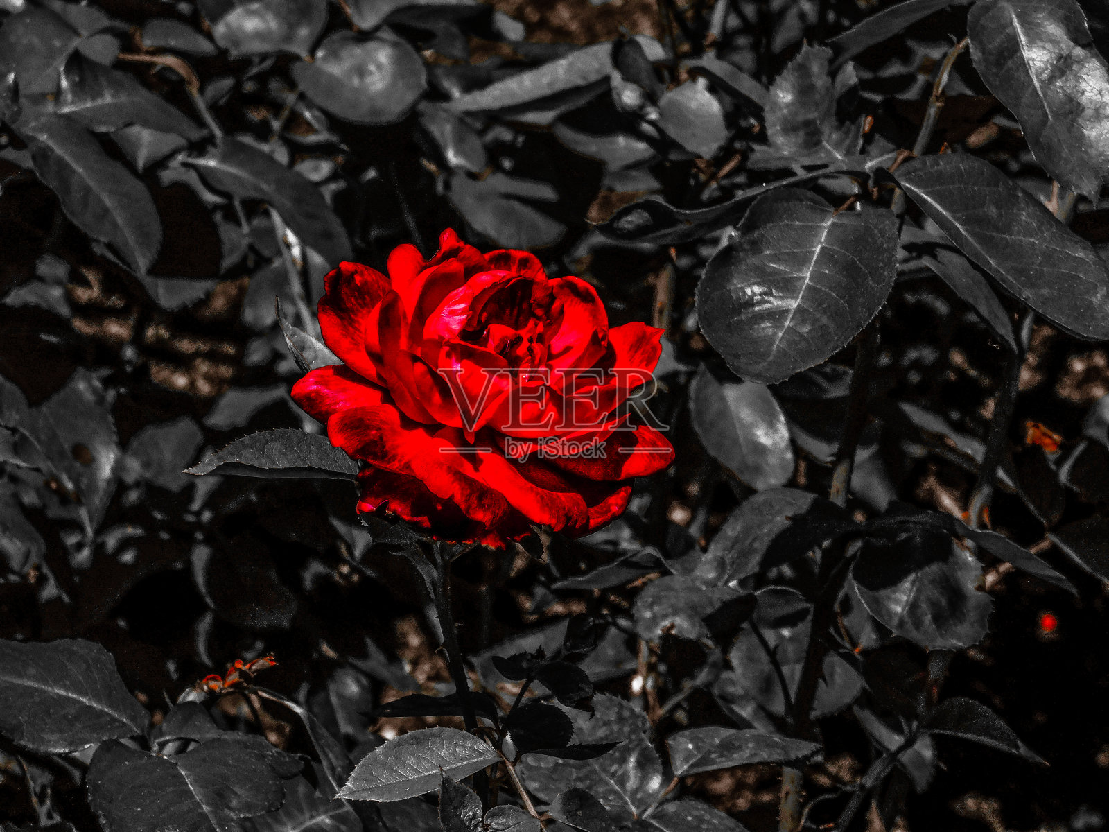 一个焦点照片摄影图片