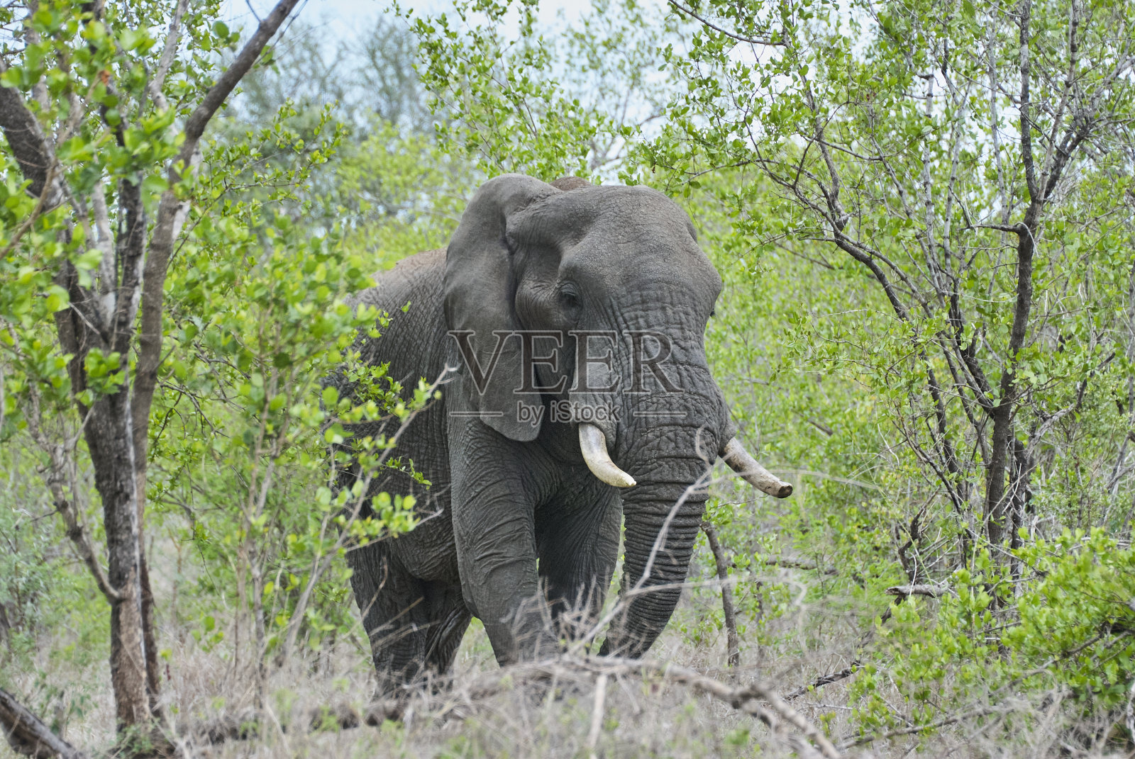 巨大的非洲象，Loxodonta，站在非洲的灌木丛中照片摄影图片