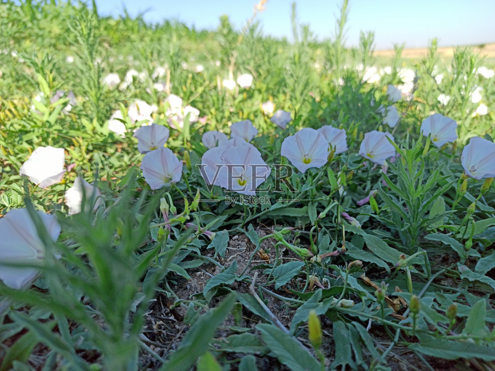 野旋花(旋花)照片摄影图片