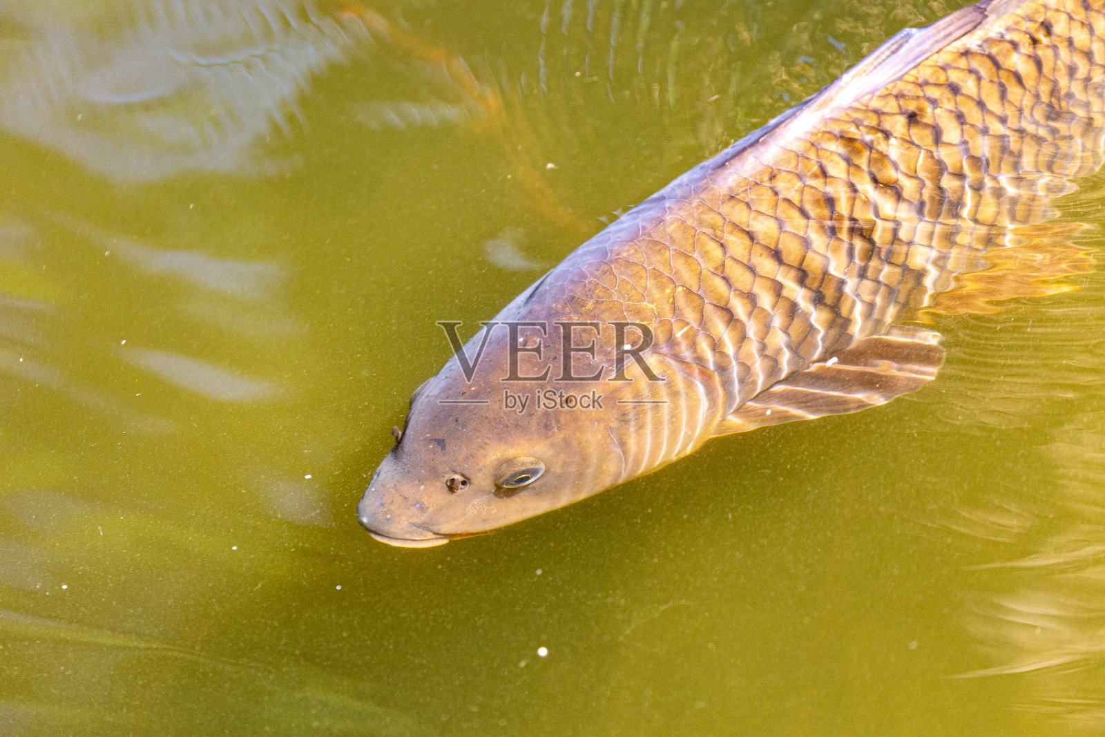 在公园里的湖里游泳的鱼照片摄影图片