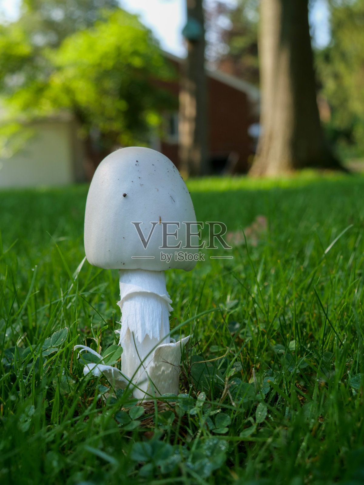 俄亥俄州奥克伍德村的蘑菇照片摄影图片