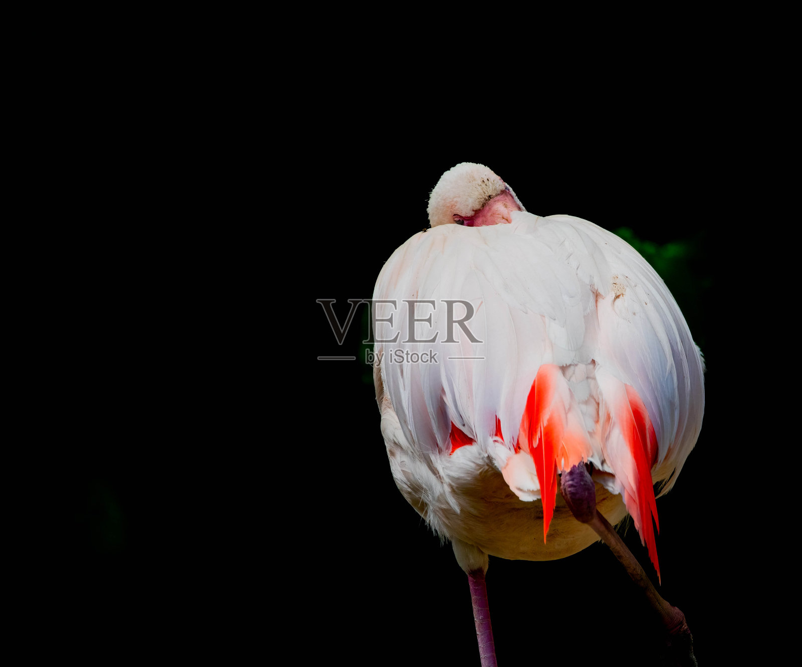 火烈鸟照片摄影图片