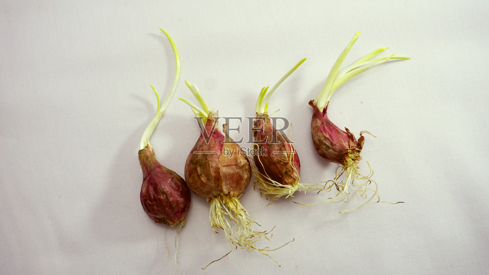 洋葱发芽照片摄影图片