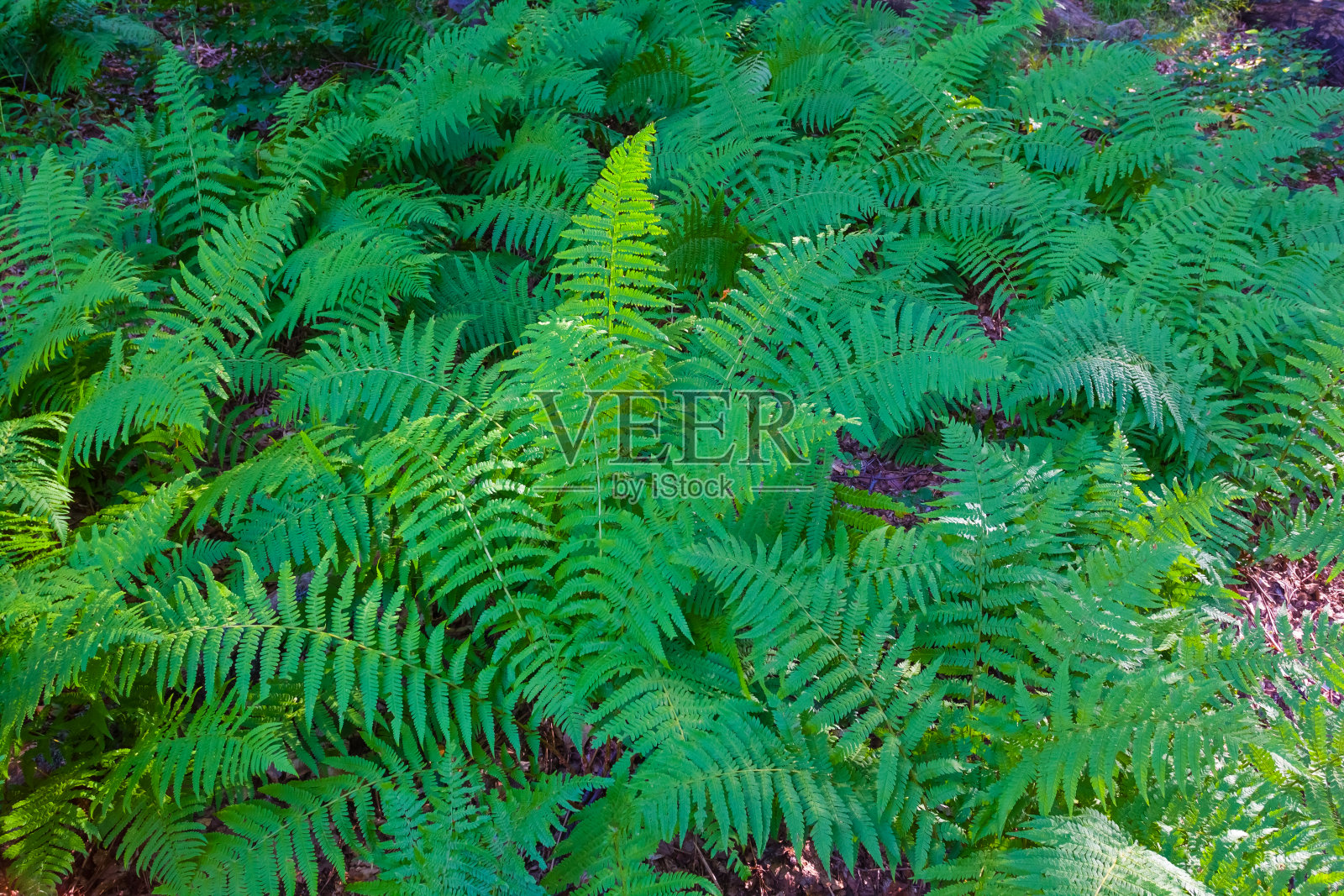 布什特写蕨类植物照片摄影图片