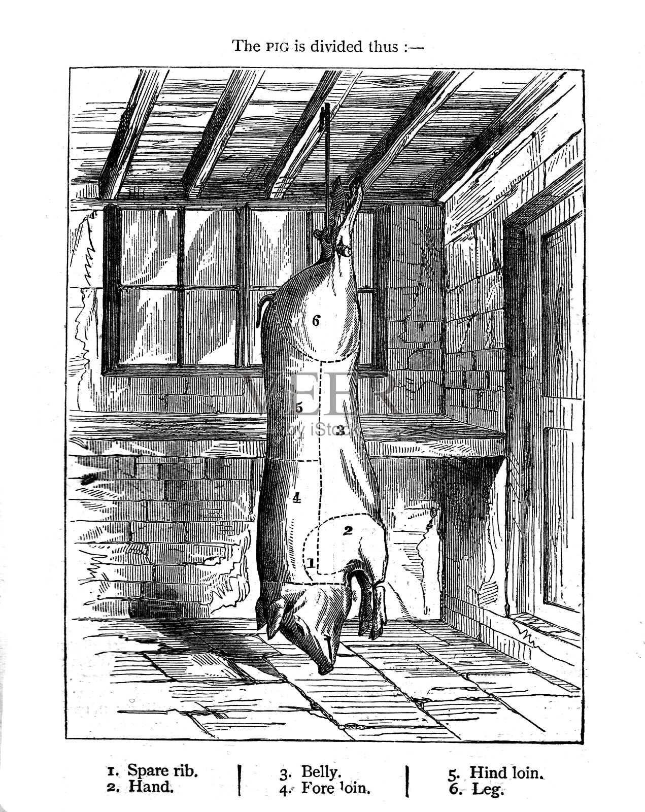 19世纪的版画，屠宰猪的尸体;沃恩的烹饪和家务管理1860年插画图片素材