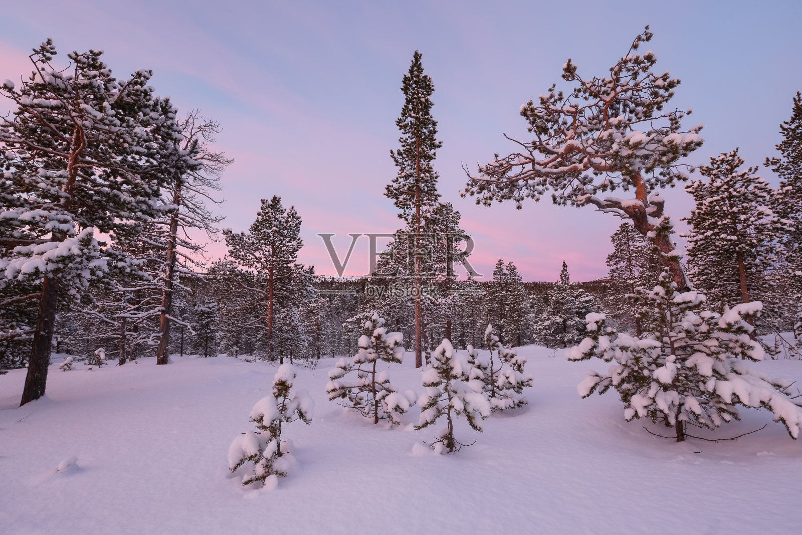 Innerdalen雪原森林(Innset)照片摄影图片