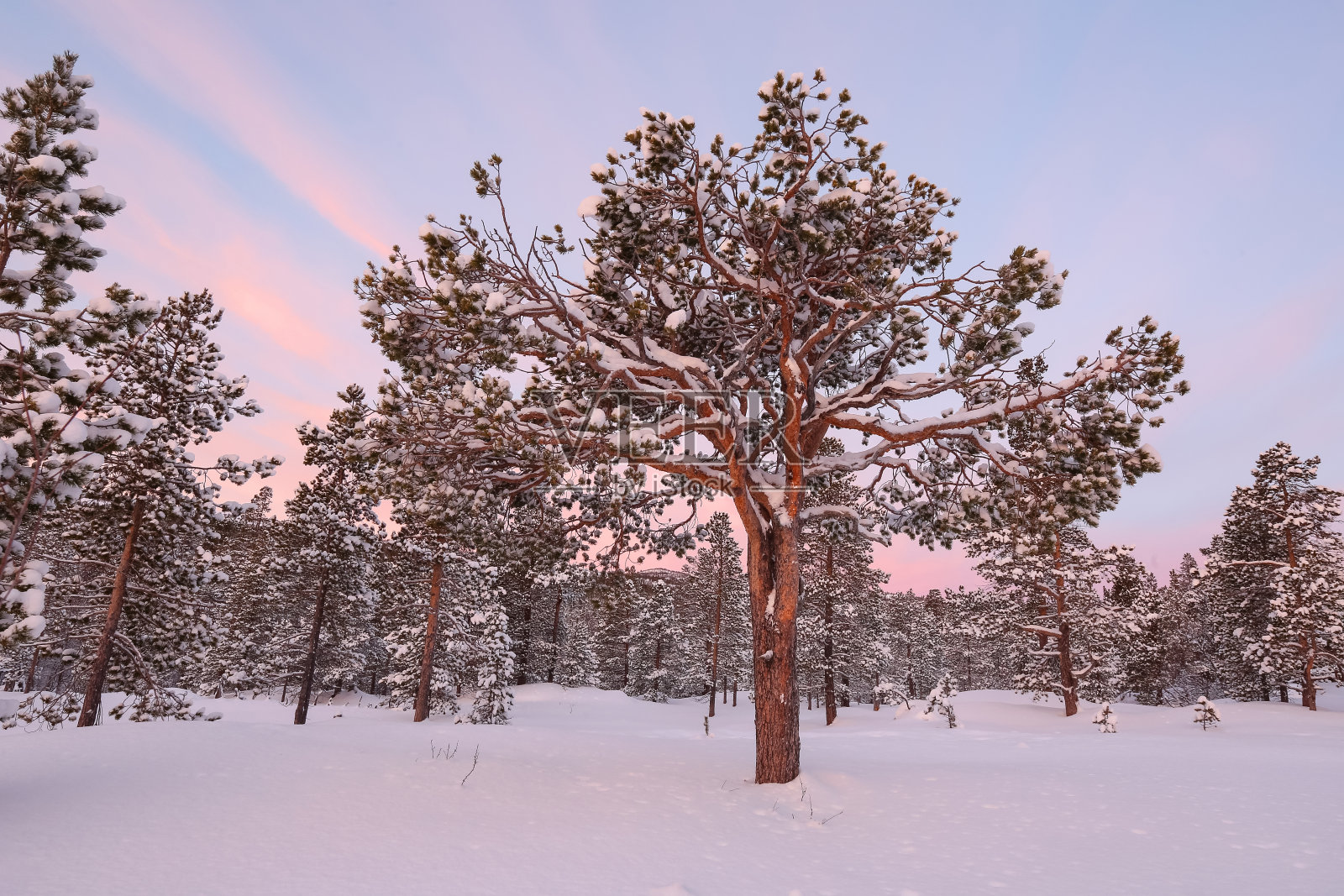 Innerdalen雪原森林(Innset)照片摄影图片