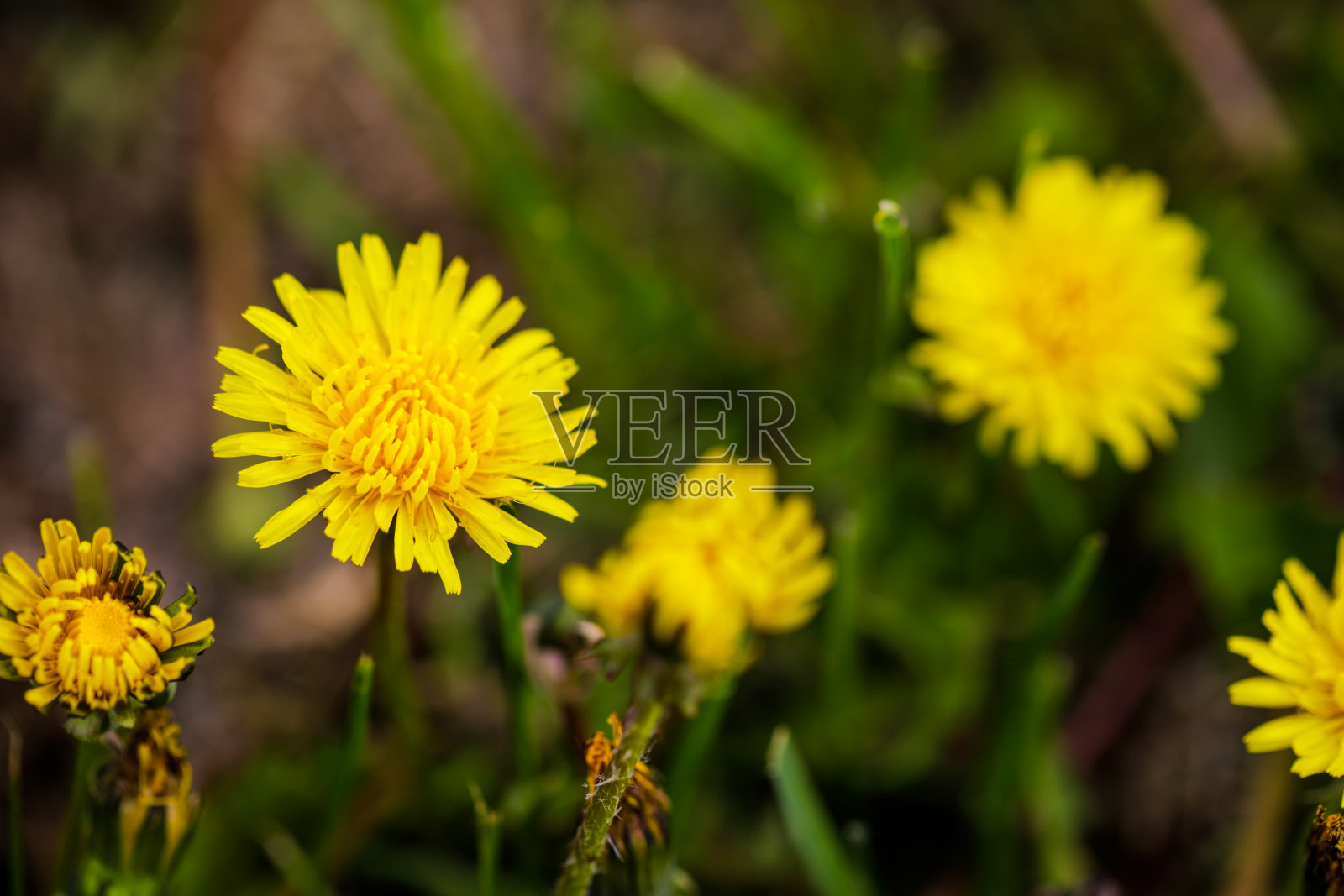 在一个阳光明媚的春天，浅深度的田野(选择性聚焦)细节与播种和开花的蒲公英花朵(蒲公英)。照片摄影图片