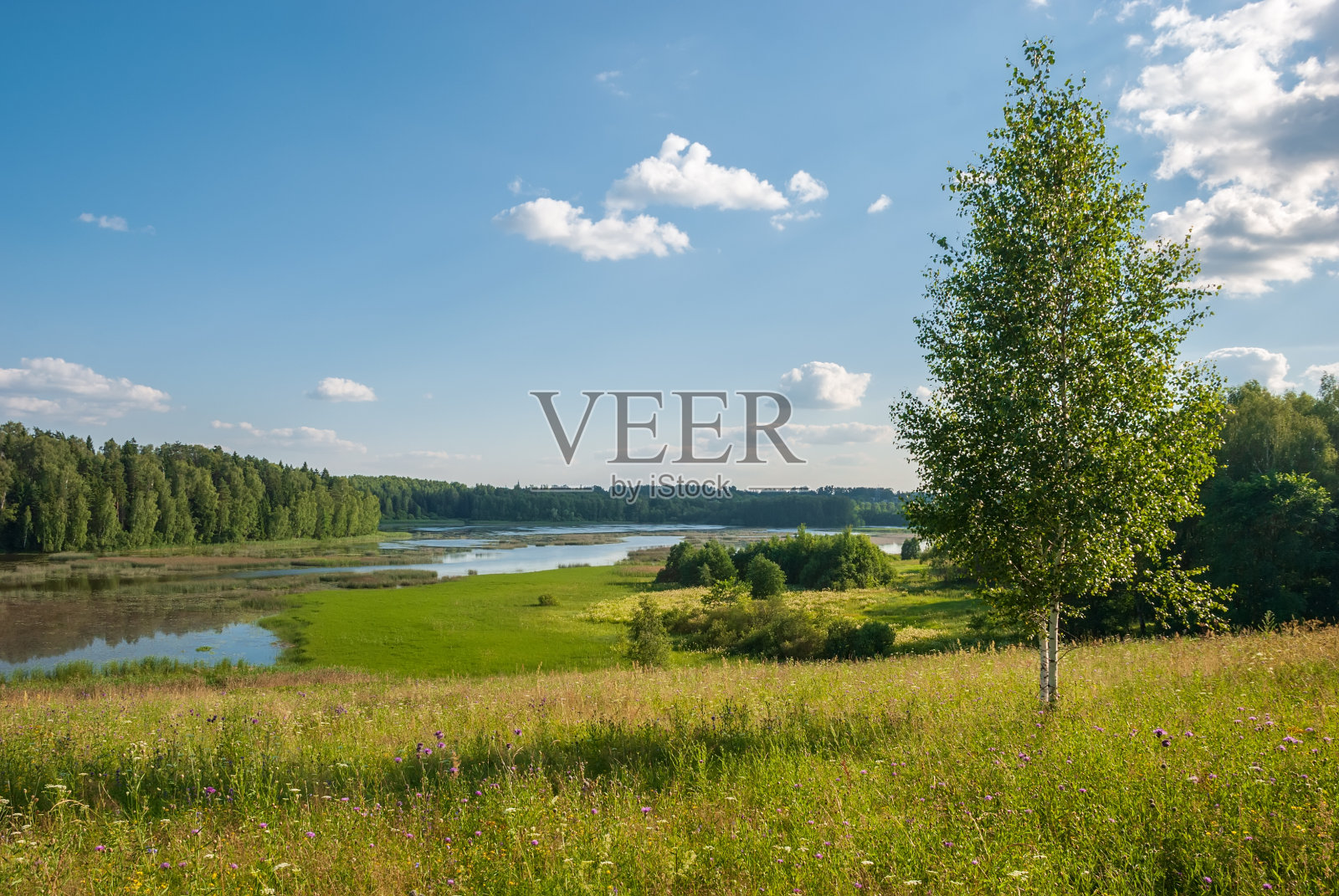 绿色森林中的一片水域。阳光明媚的夏日风景。照片摄影图片