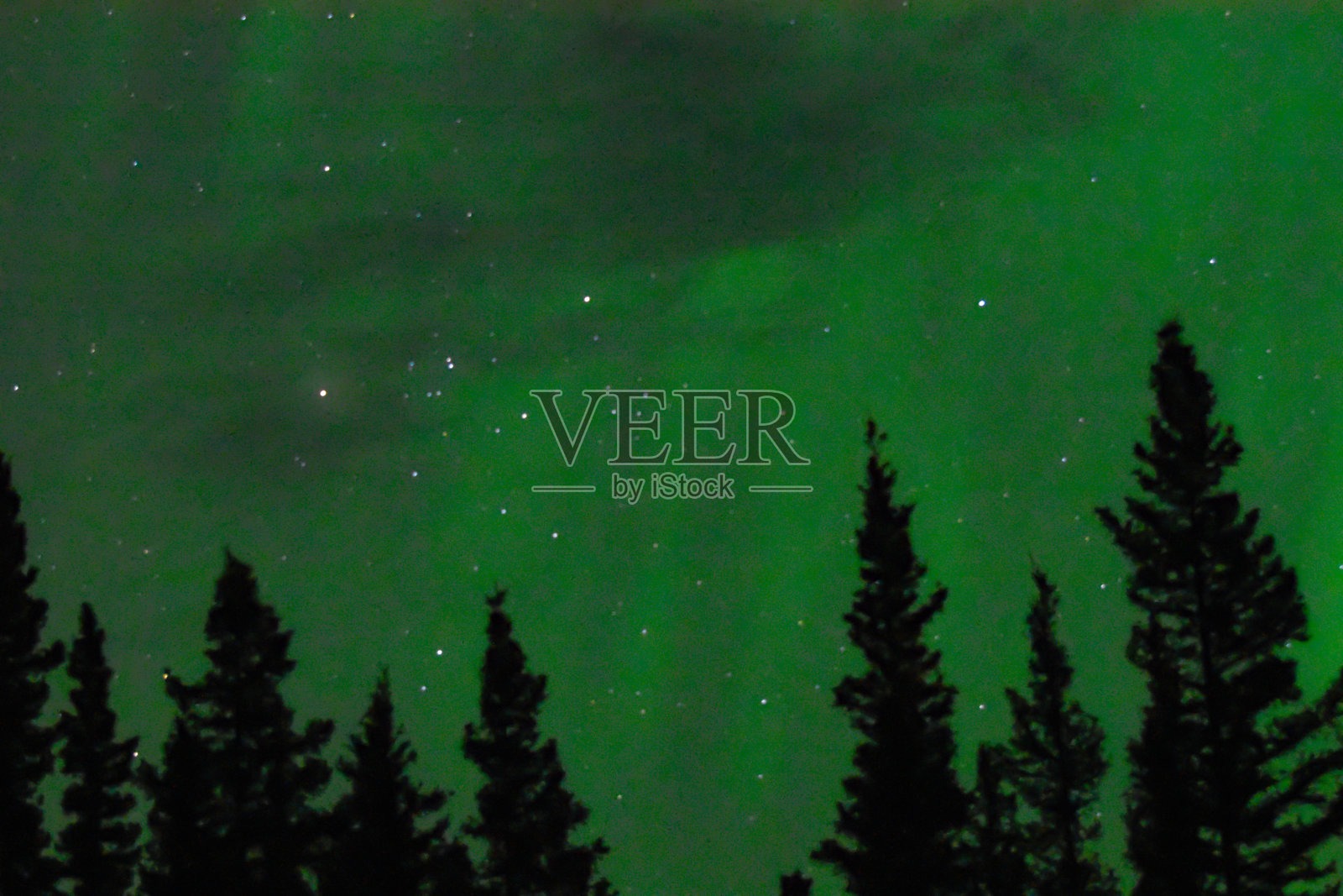 森林树后面的夜空和极光照片摄影图片