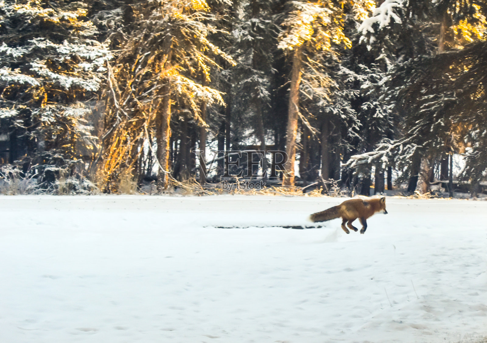 阿拉斯加的赤狐照片摄影图片