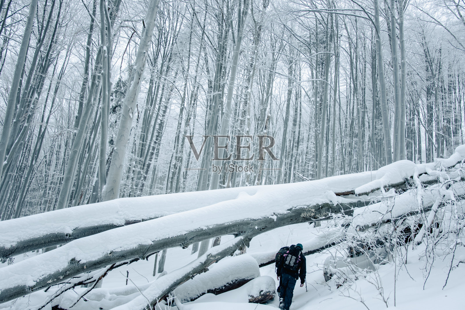 冬季森林中倒下的树木和前景中的徒步旅行者的景观视图。照片摄影图片