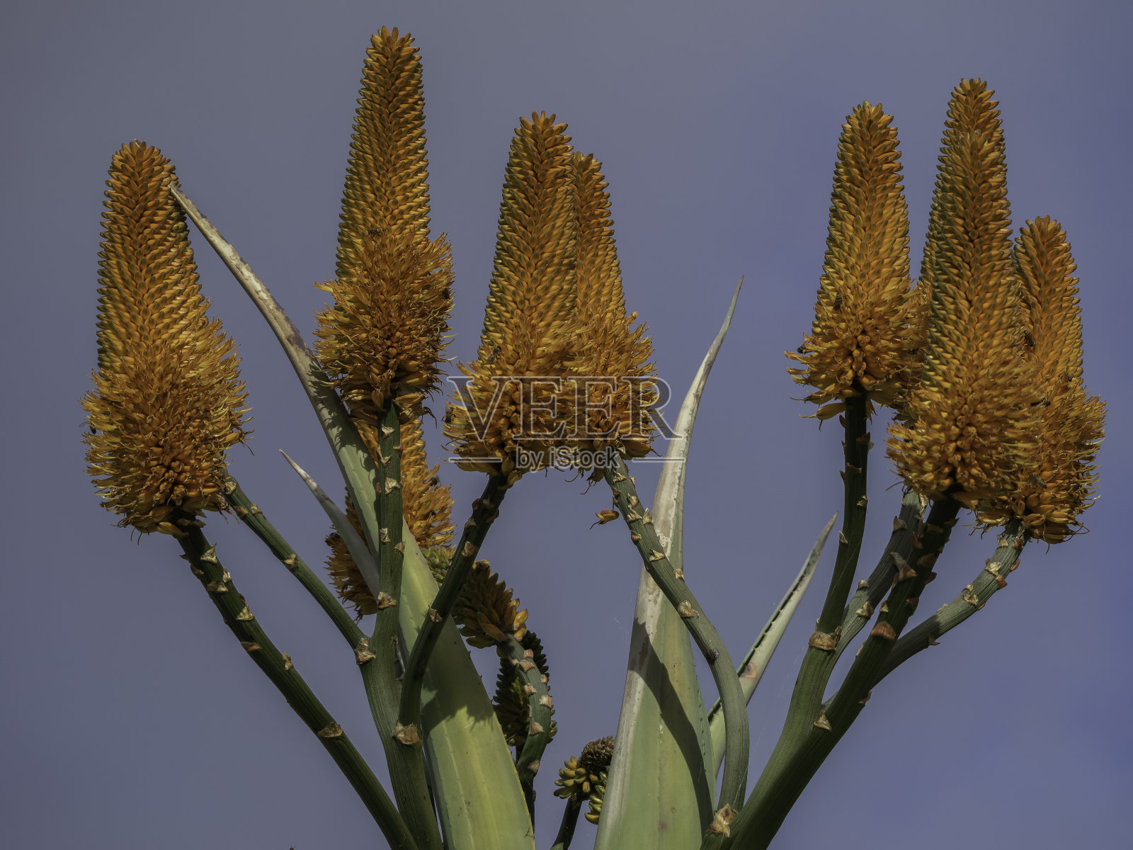 仙人掌花的枝条照片摄影图片